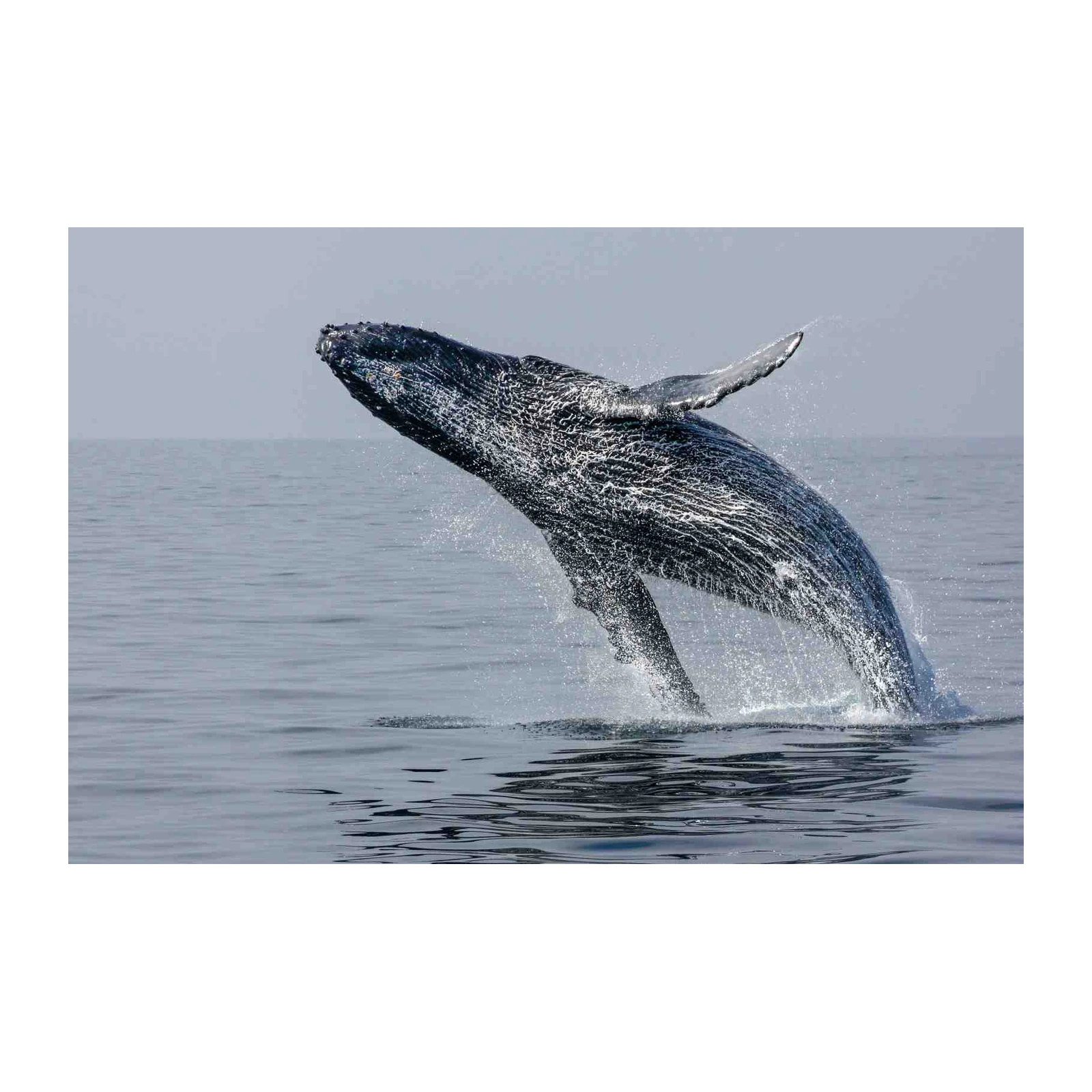 Majestic Humpback Whale Breach Wall Art