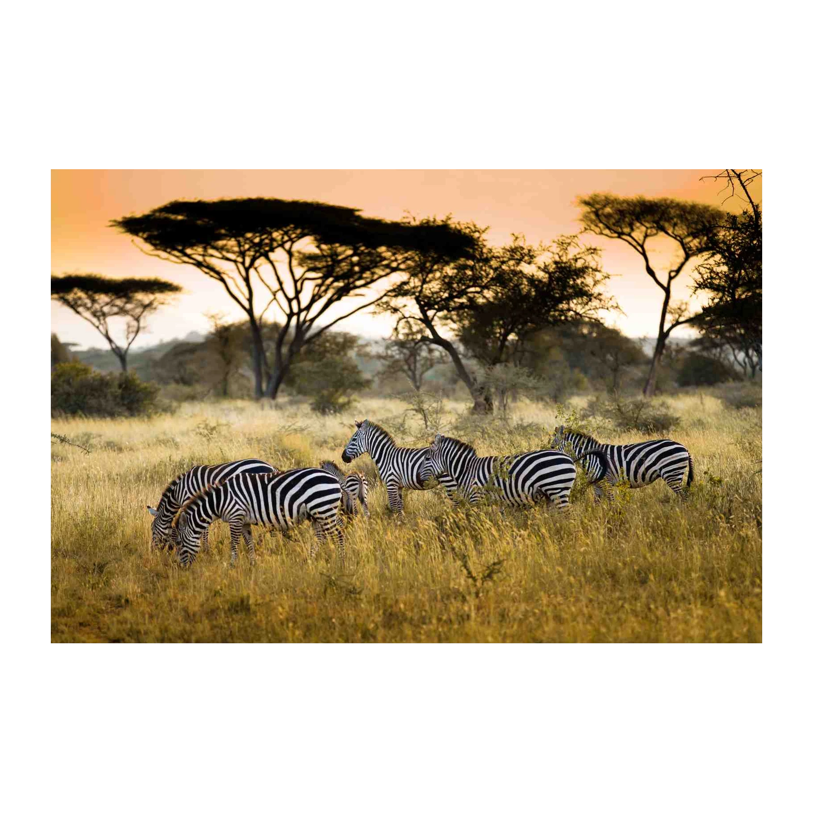 African Savannah Zebras Wall Art