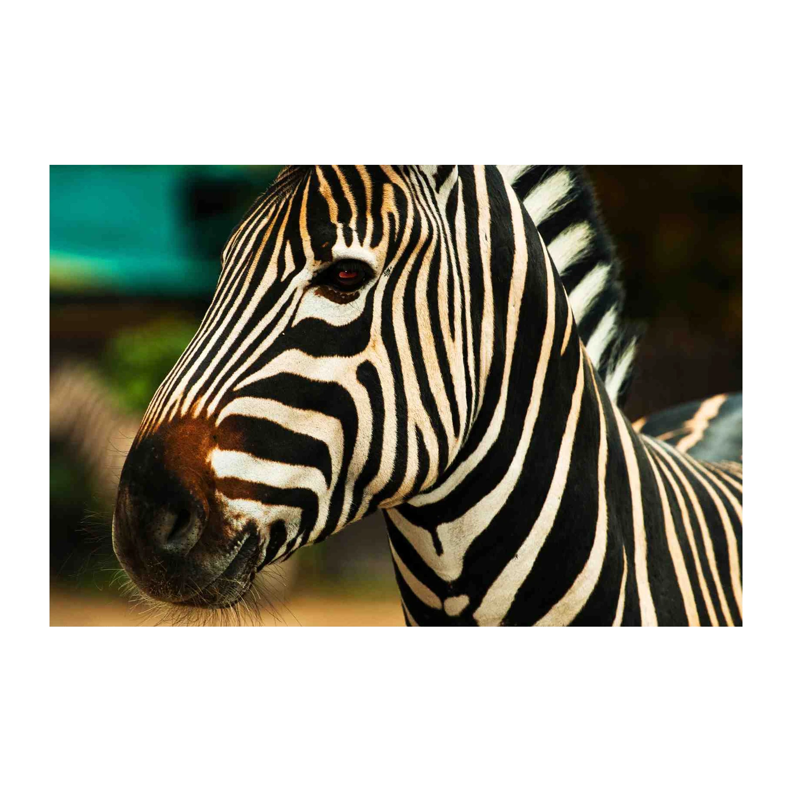 Bold Zebra Portrait Wall Art - Wildlife Decor
