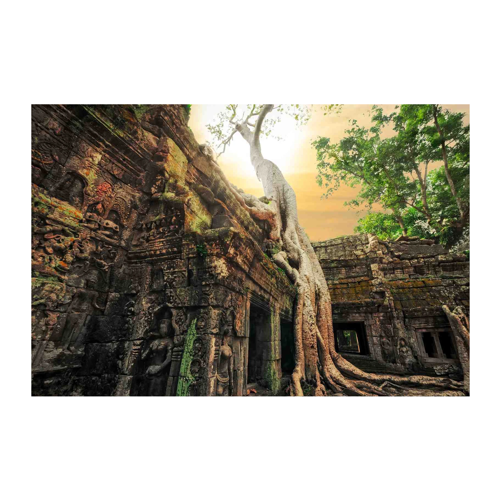 Ancient Temple Tree Roots Wall Art