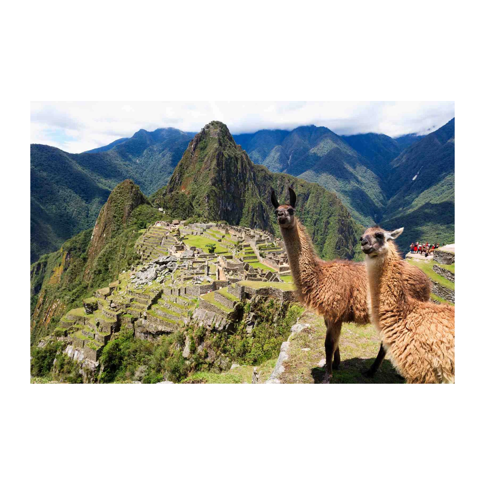 Machu Picchu Llamas Adventure Wall Art