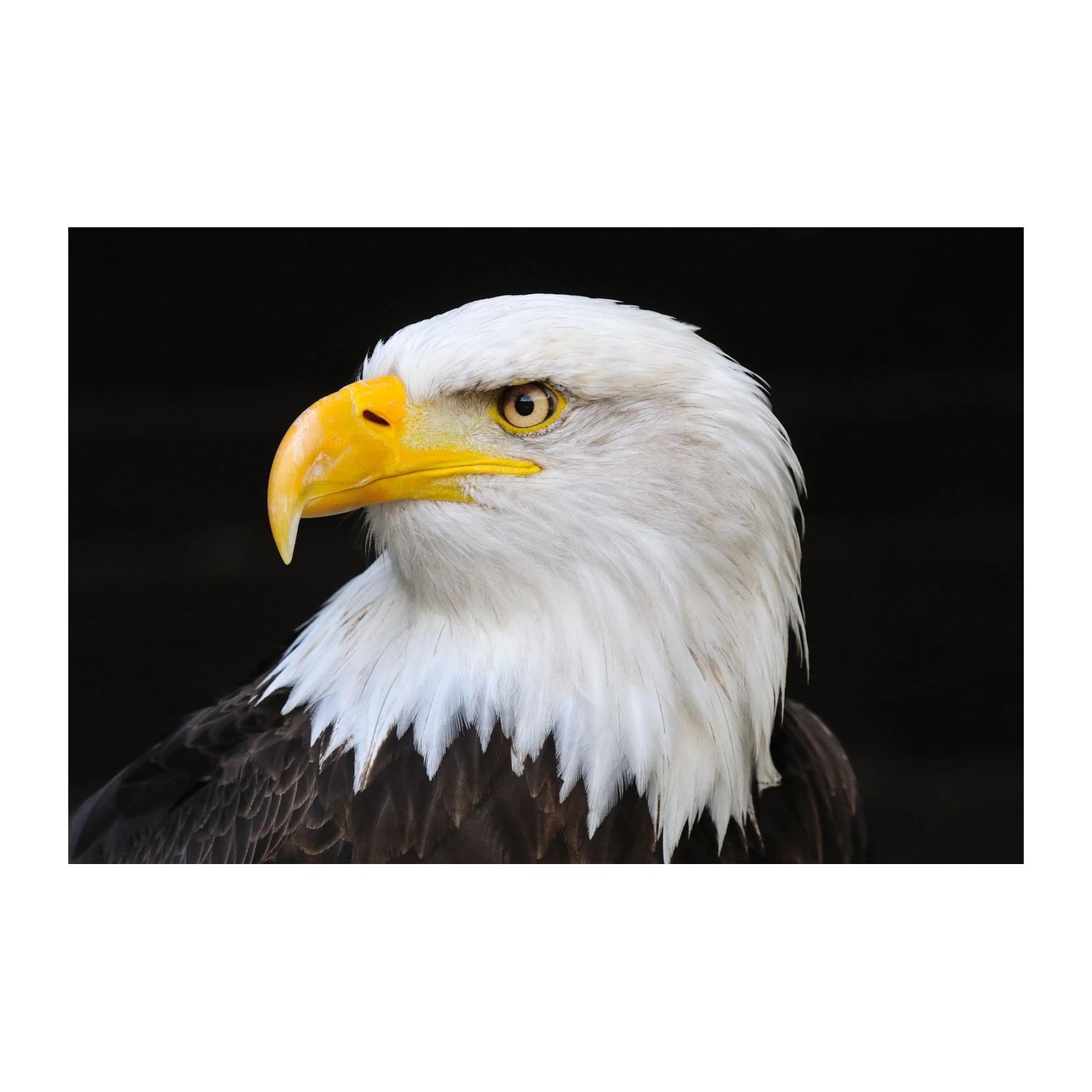 Majestic Bald Eagle Portrait Wall Art
