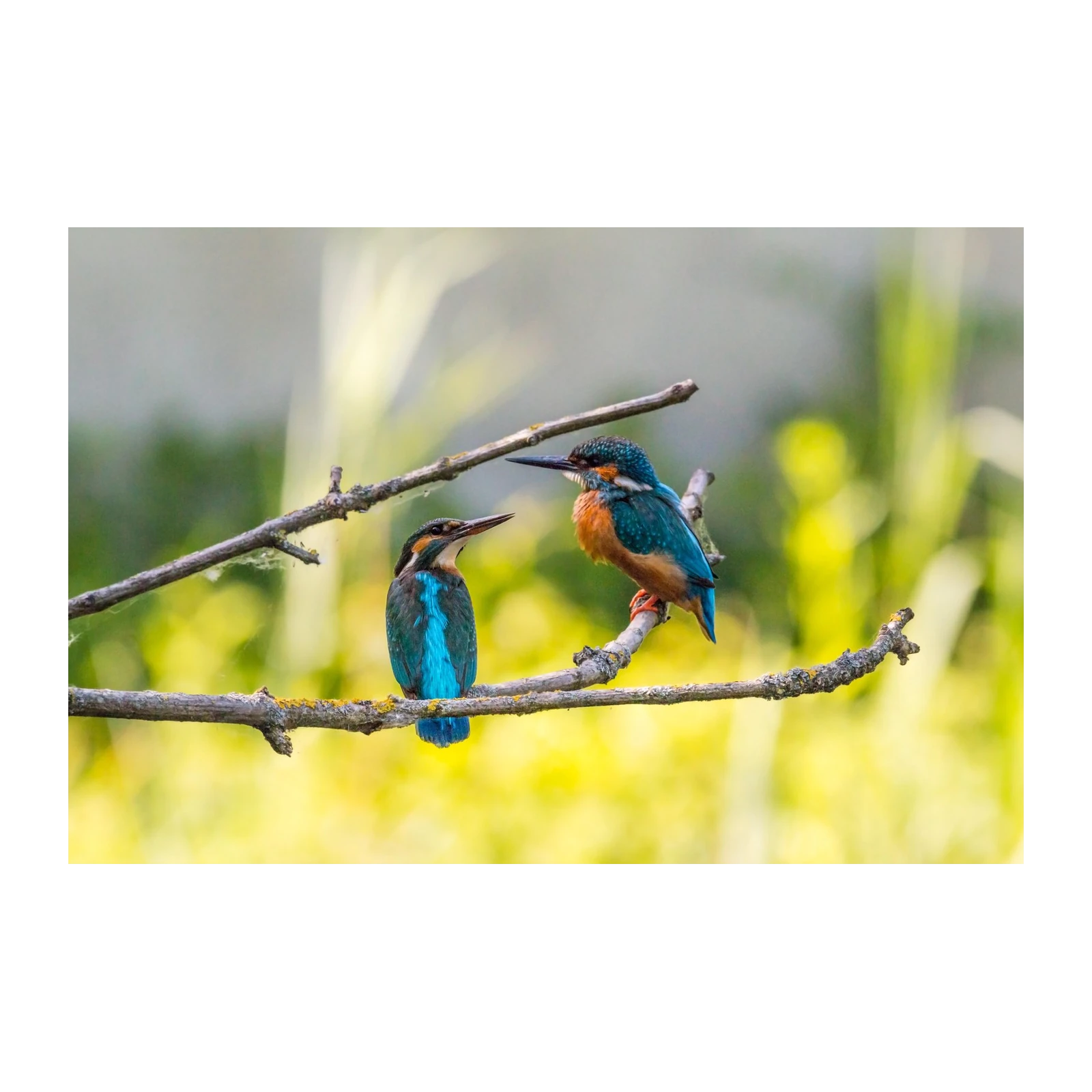 Two Kingfishers on Branch Wall Art