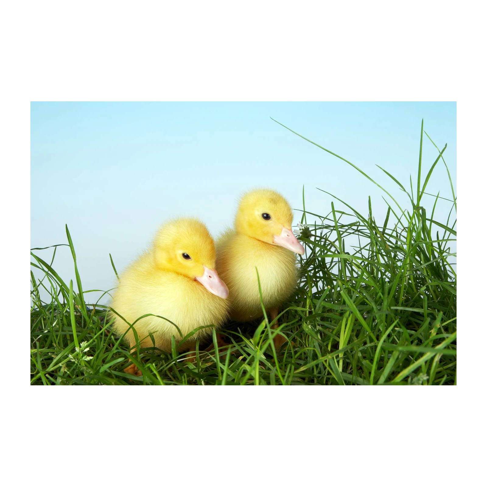 Adorable Ducklings in Grass Wall Art