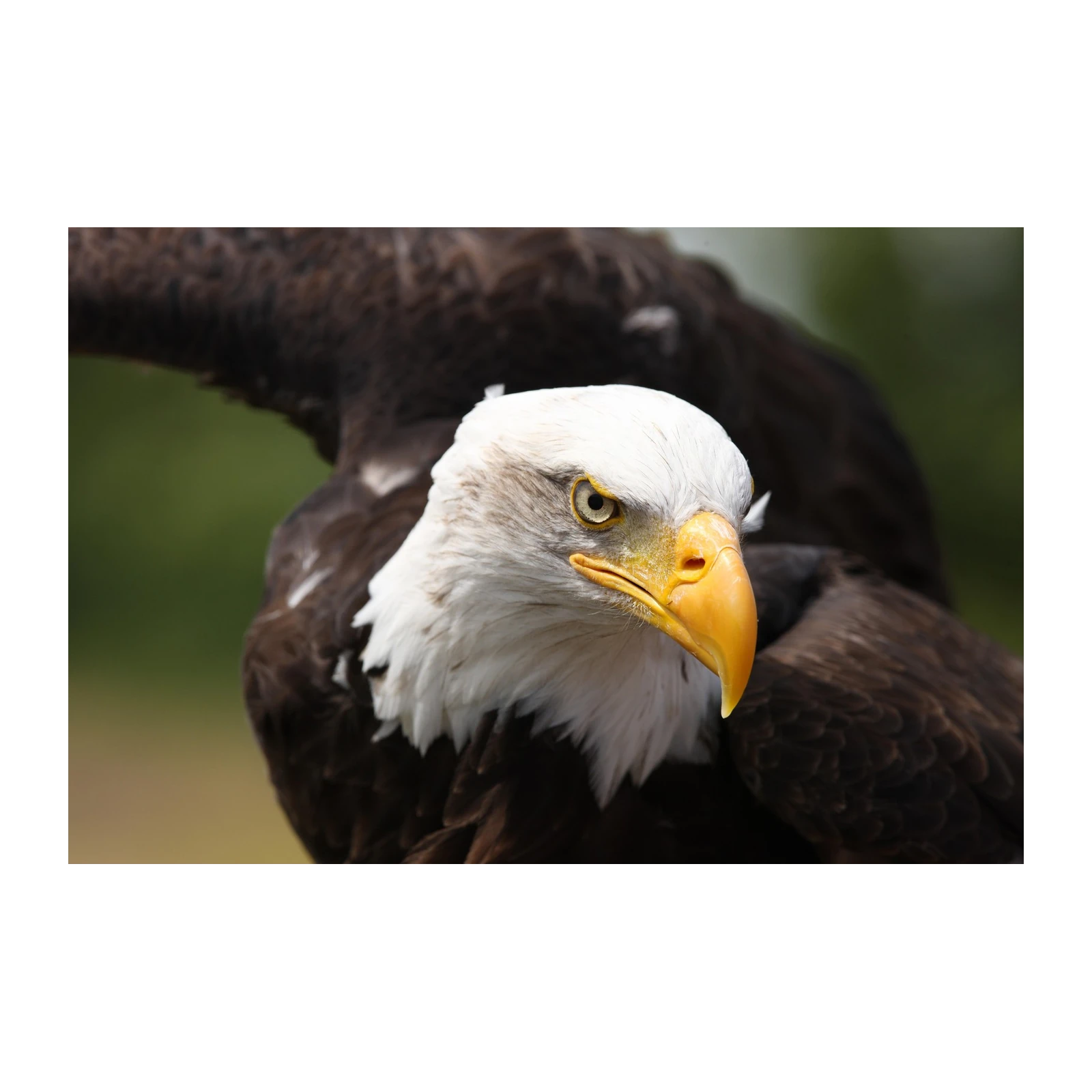Majestic Bald Eagle Close-Up Wall Art
