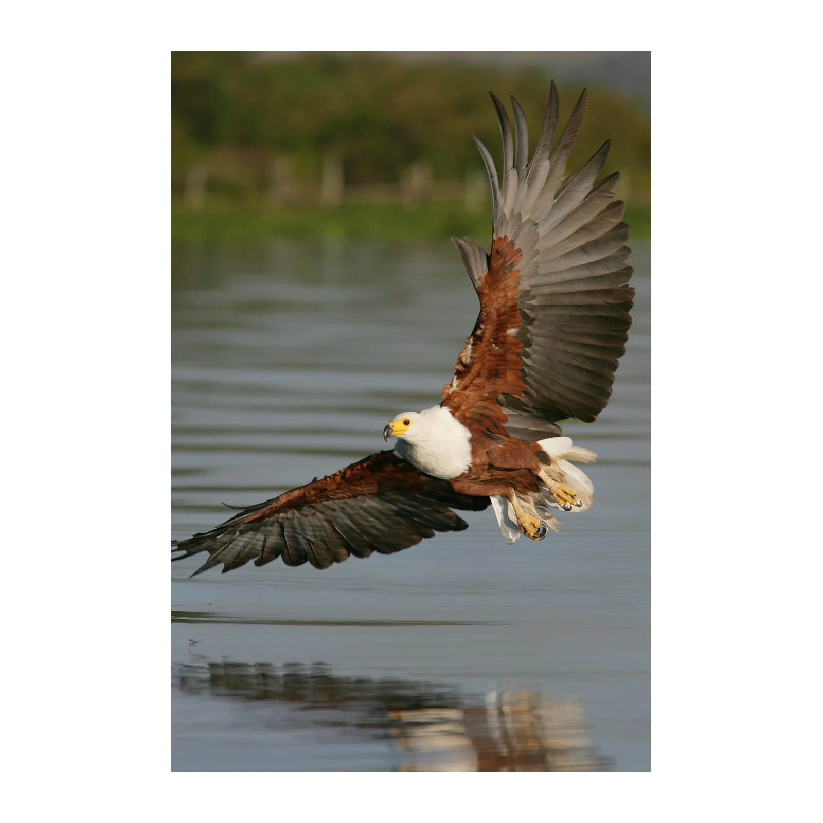 Majestic Eagle Soaring Over Water Wall Art