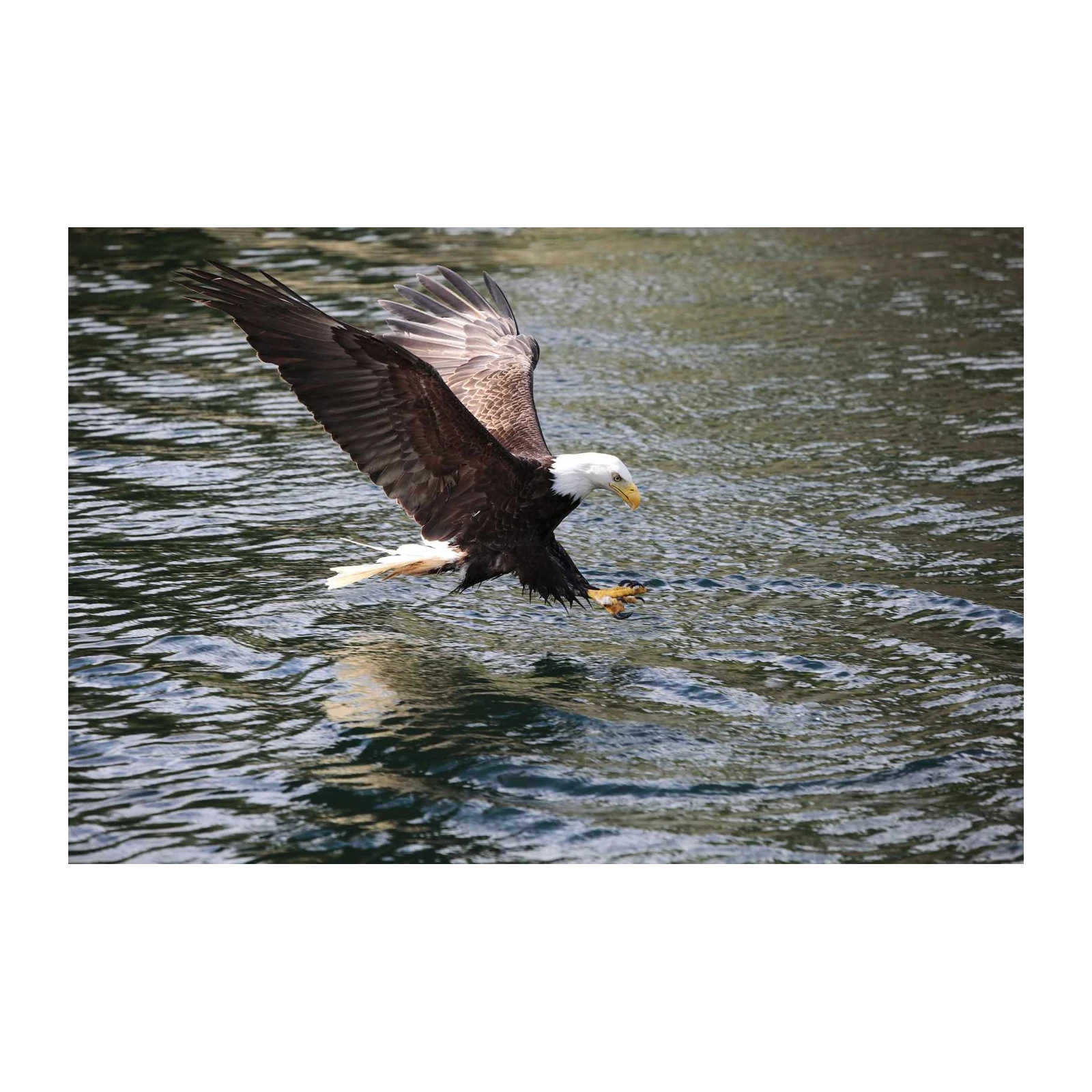 Majestic Eagle Landing on Water Wall Art