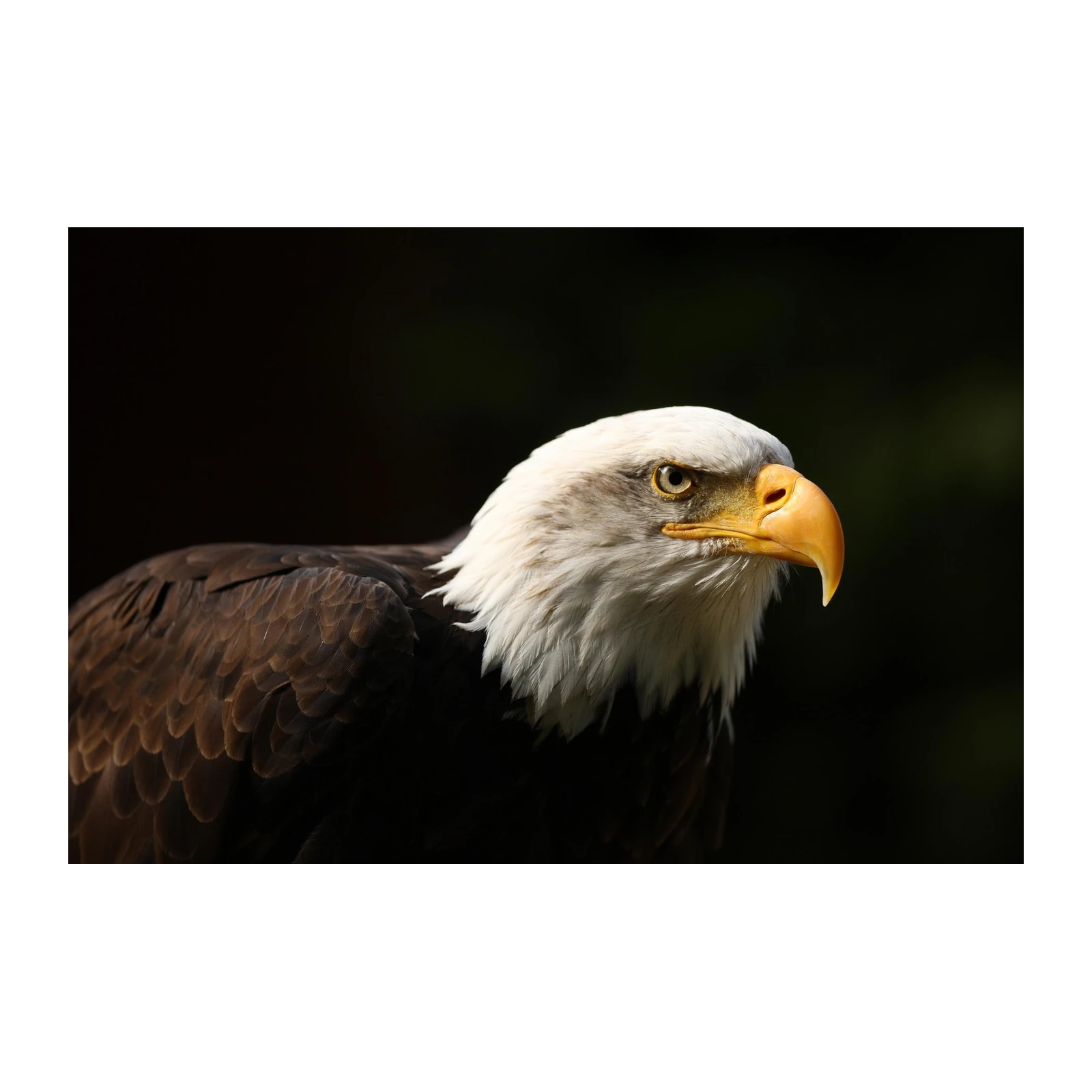 Majestic Eagle Portrait Wall Art