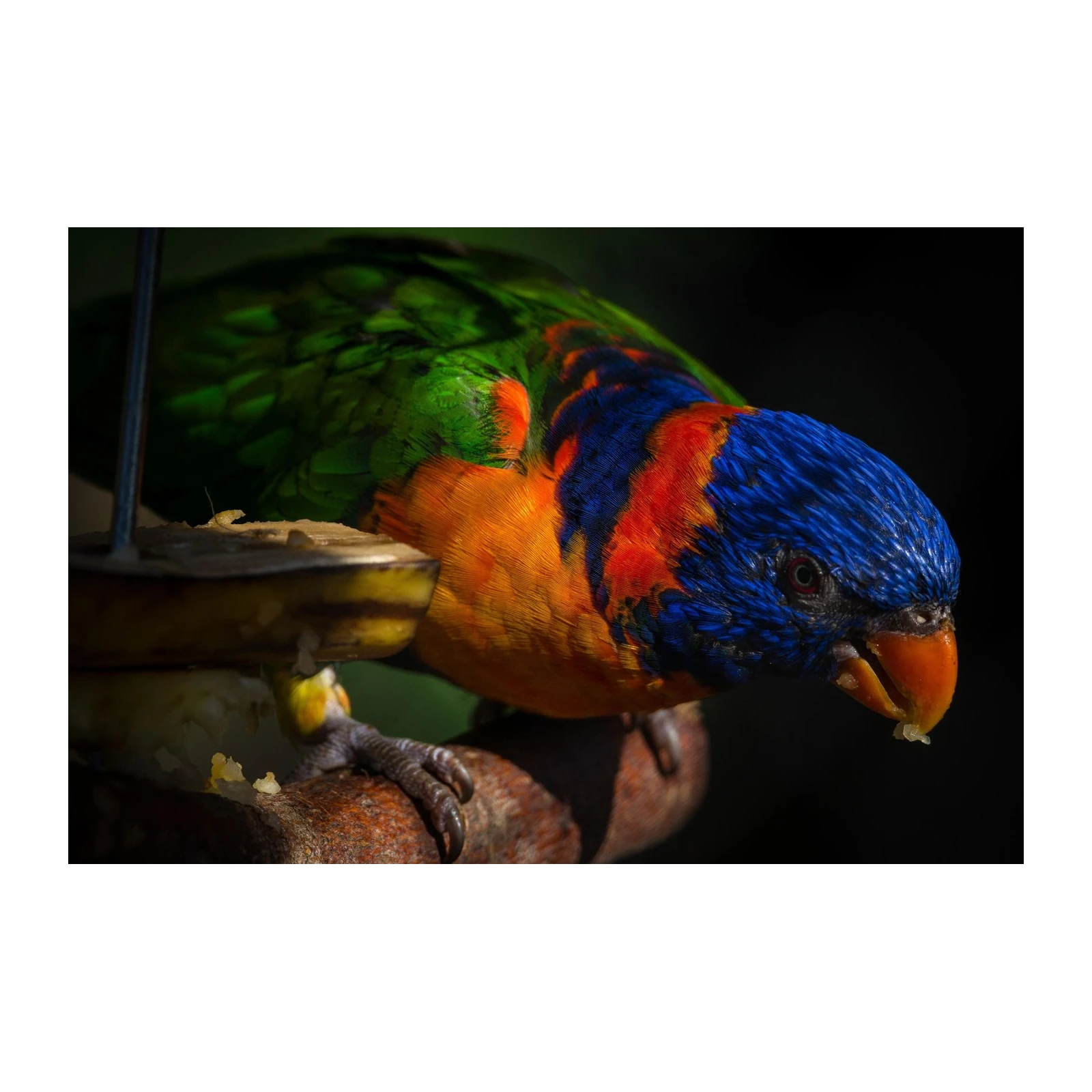 Vibrant Rainbow Lorikeet Art Wall Art