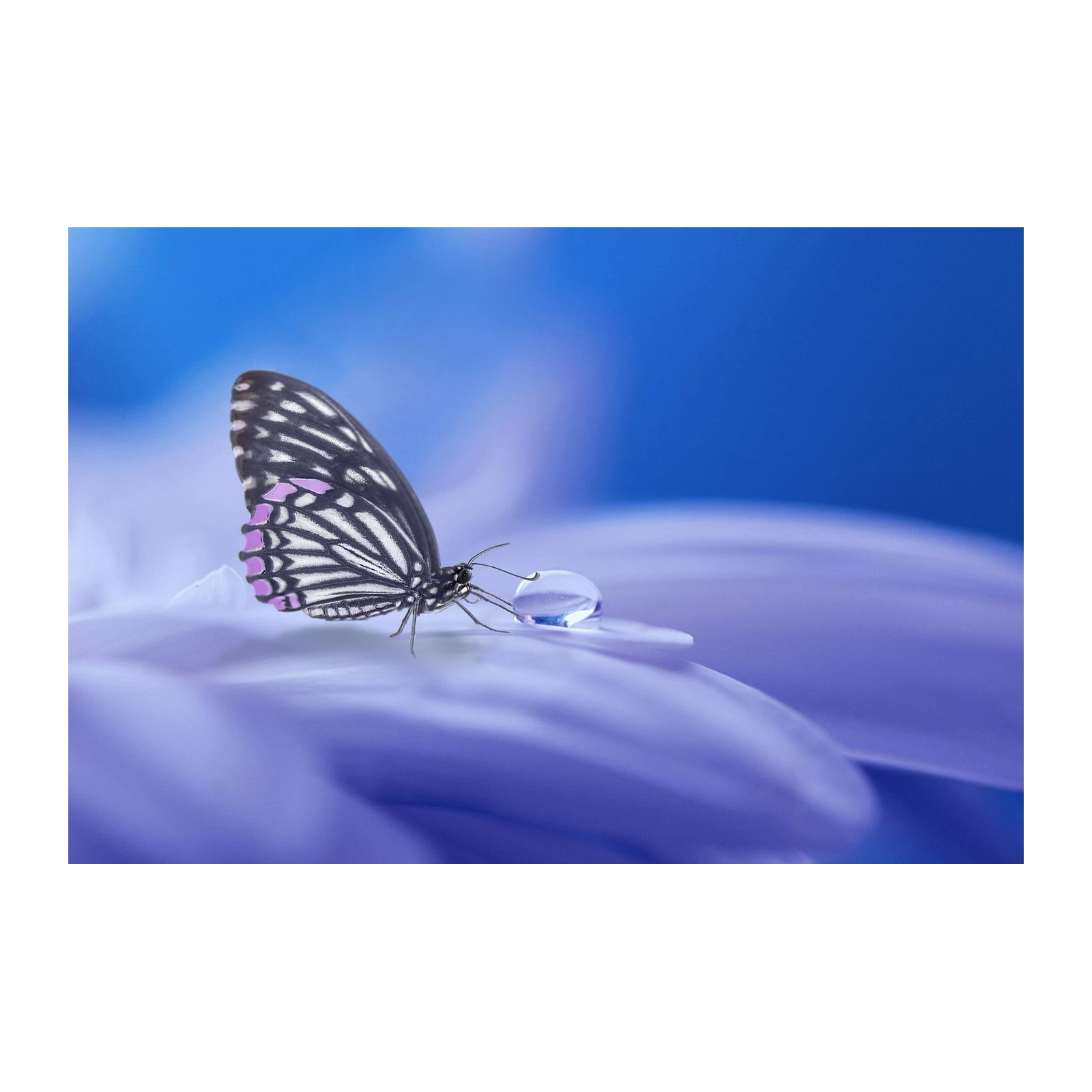 Tranquil Butterfly & Dewdrop Wall Art