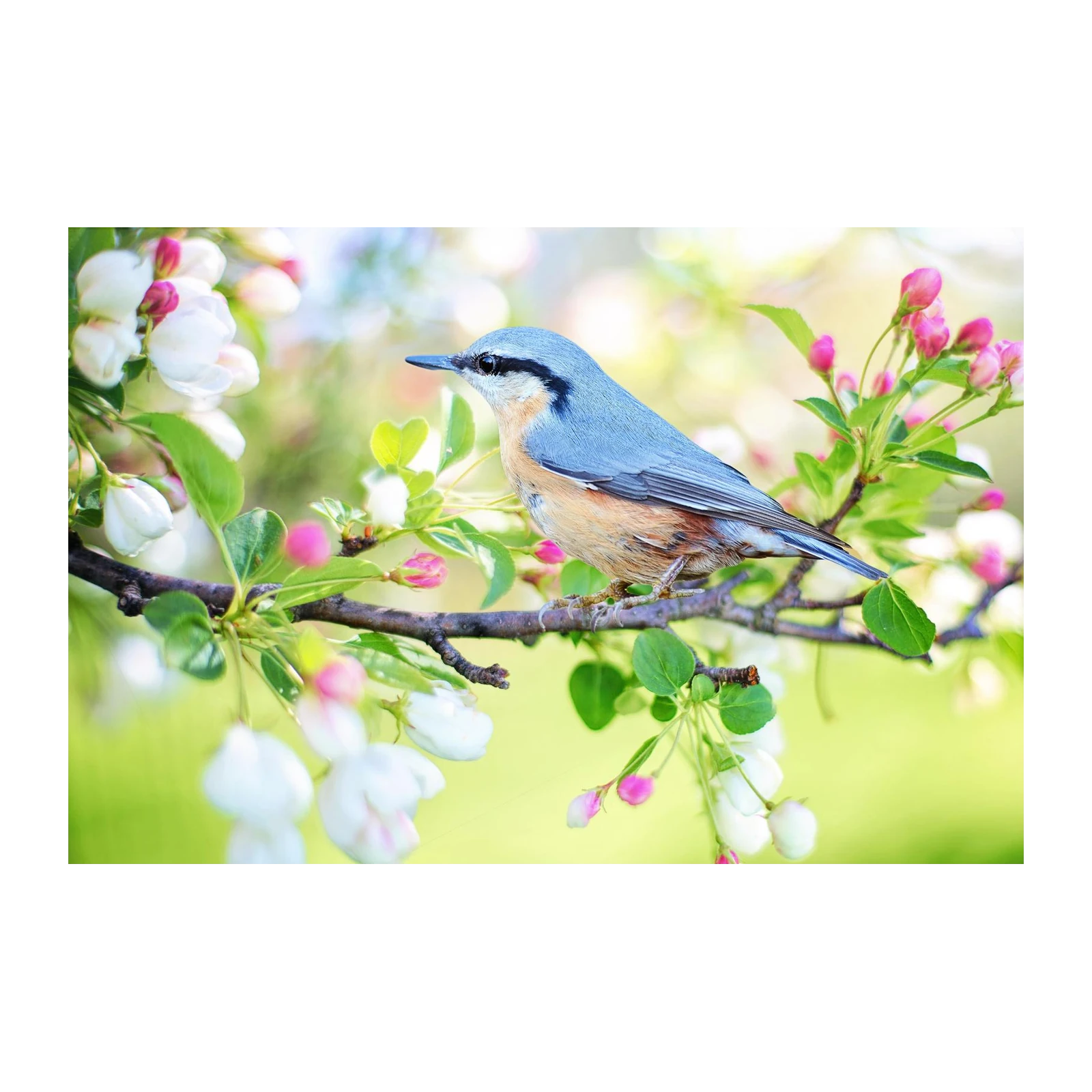 Nuthatch Bird Spring Blossom Wall Art
