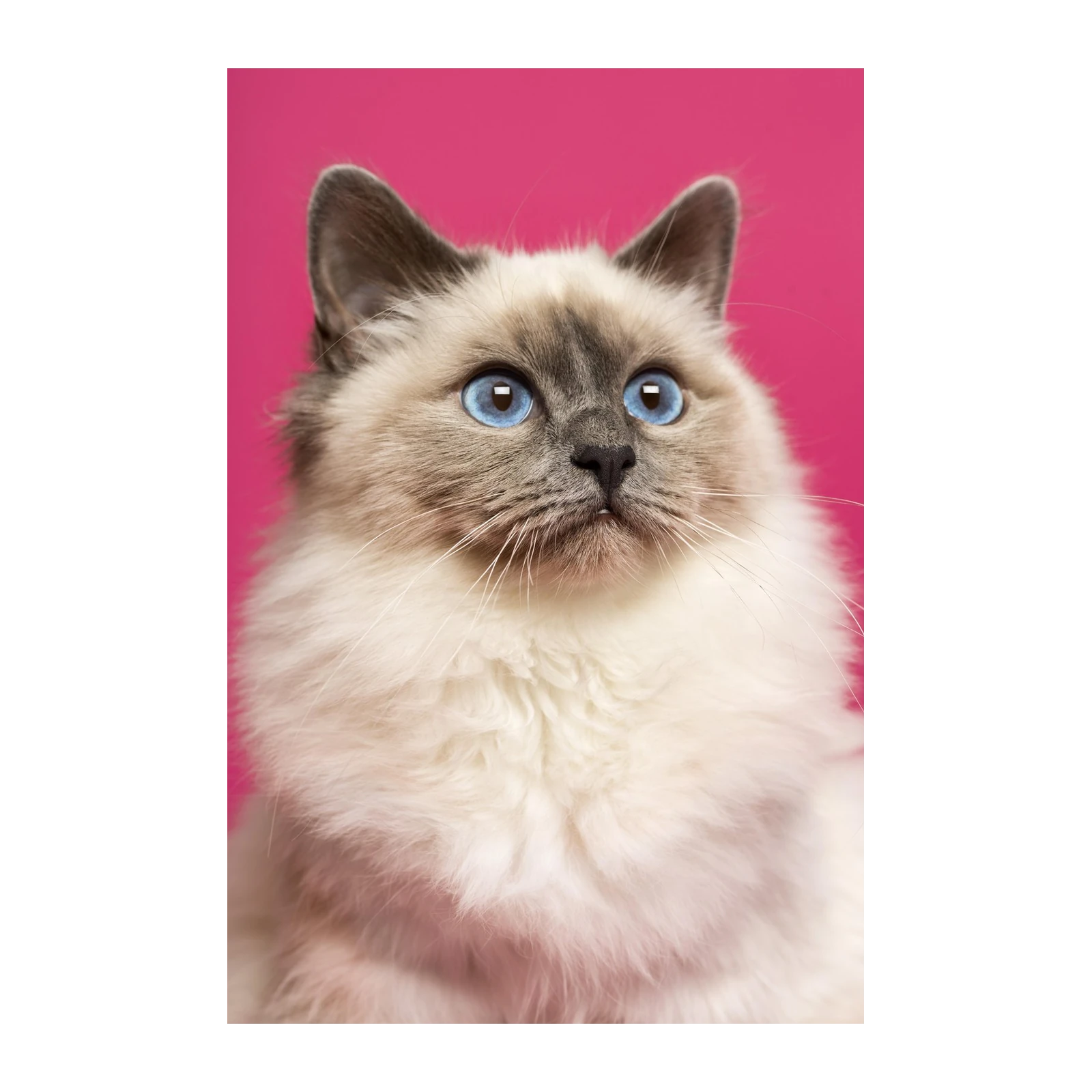 Majestic Blue-Eyed Cat Wall Art
