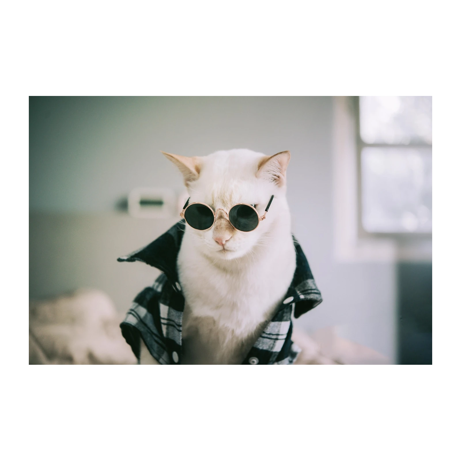 Cool Cat in Sunglasses Wall Art