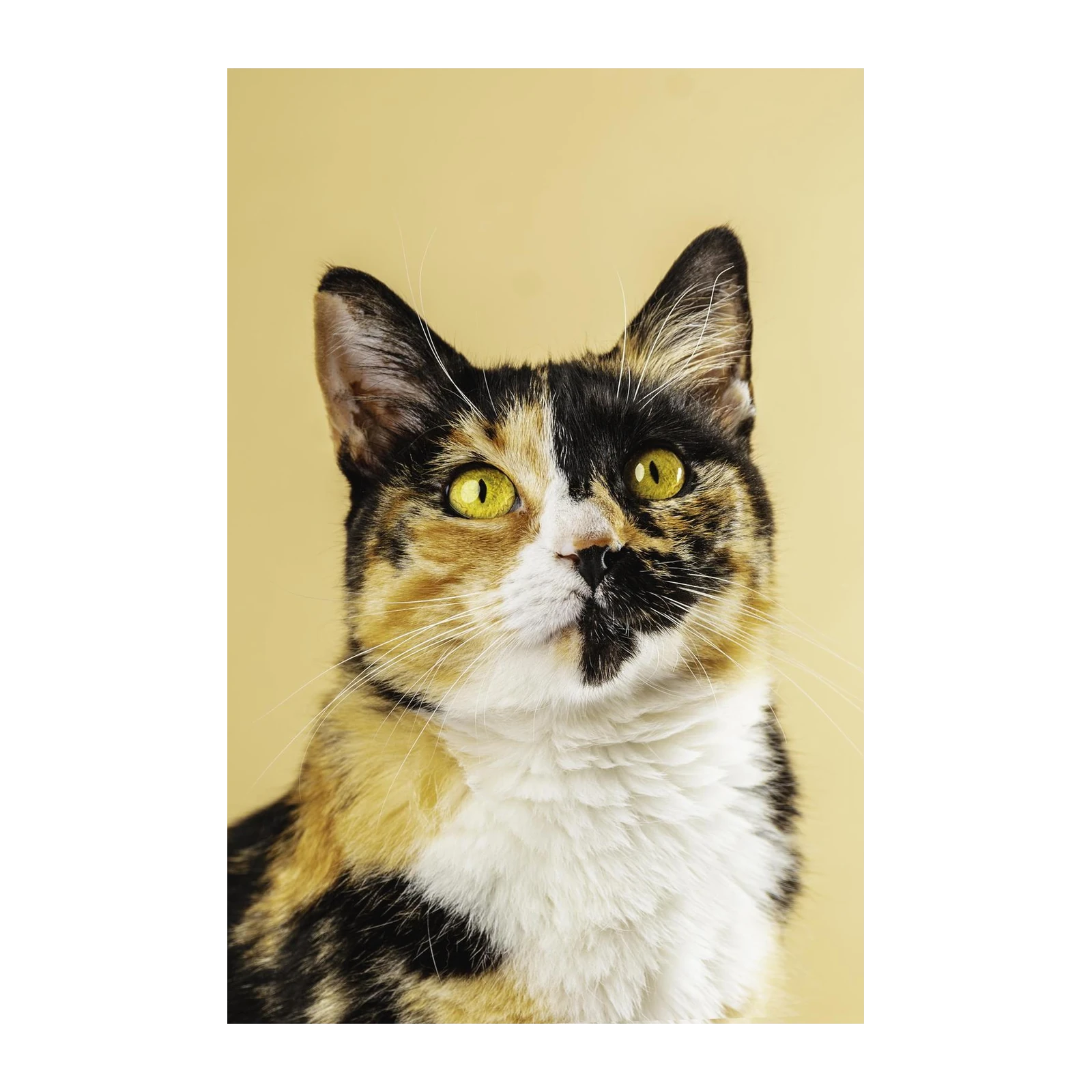 Striking Tortoiseshell Cat Portrait Wall Art