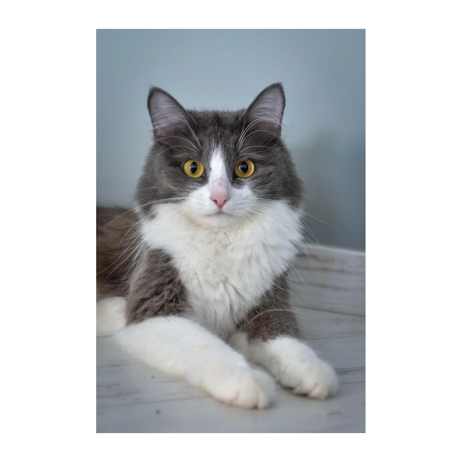 Majestic Grey & White Cat Portrait Wall Art