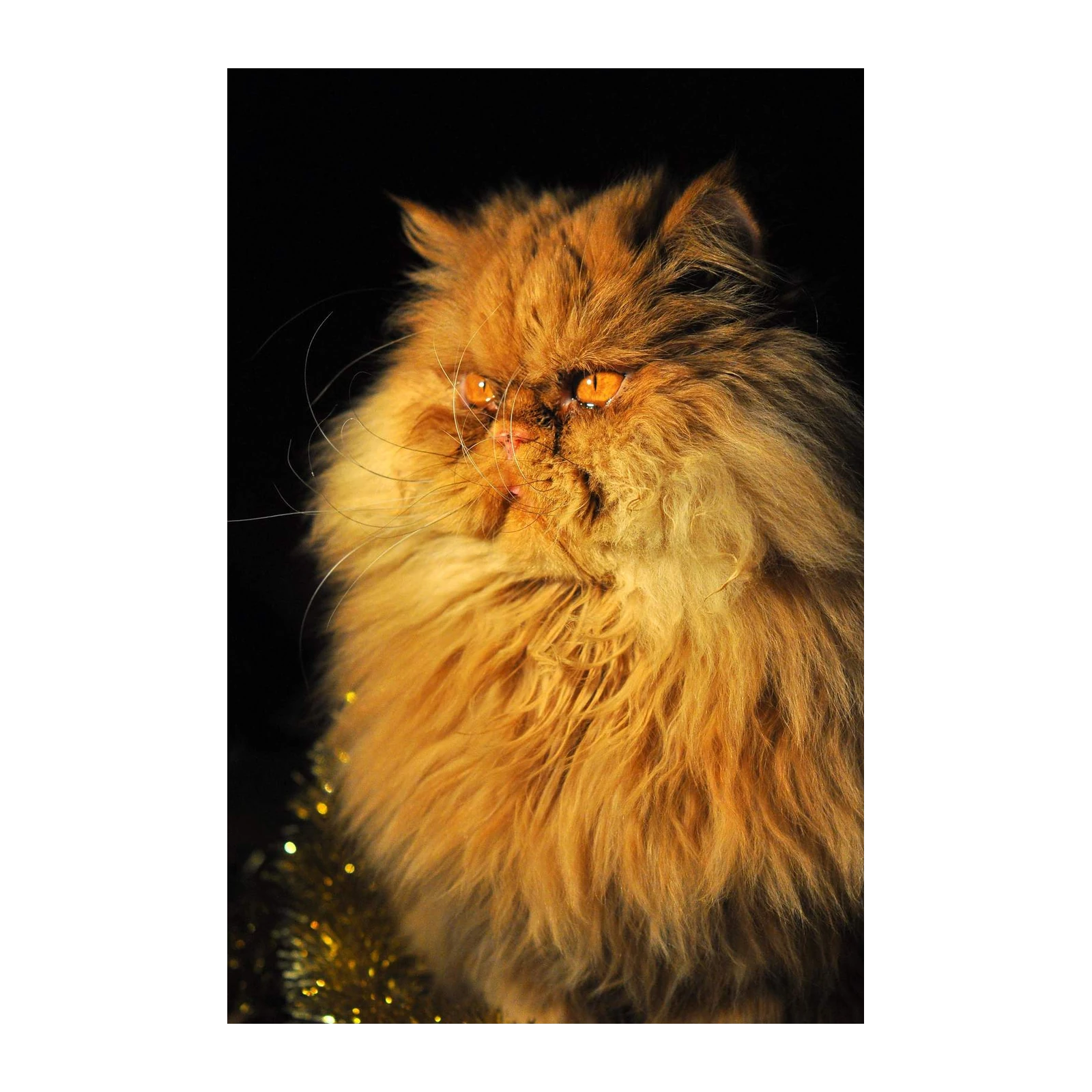 Majestic Persian Cat Portrait Wall Art