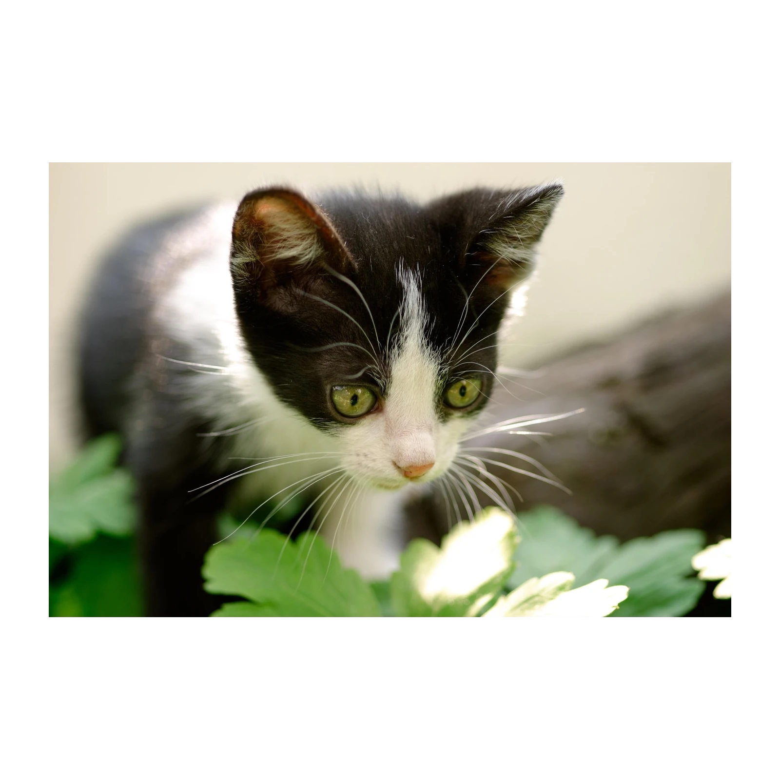 Curious Kitten Green Eyes Black & White Wall Art