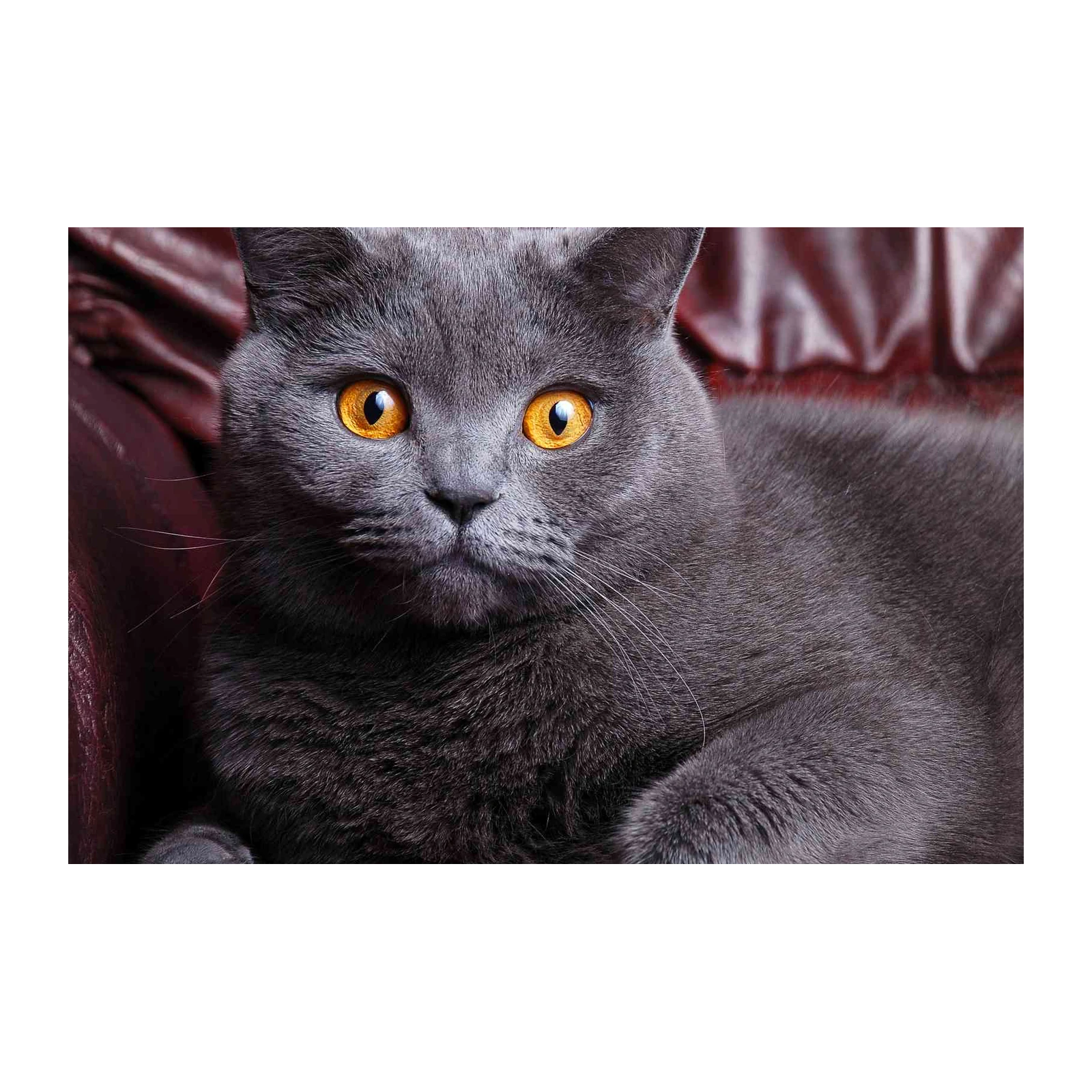 Majestic Grey Cat Portrait Wall Art