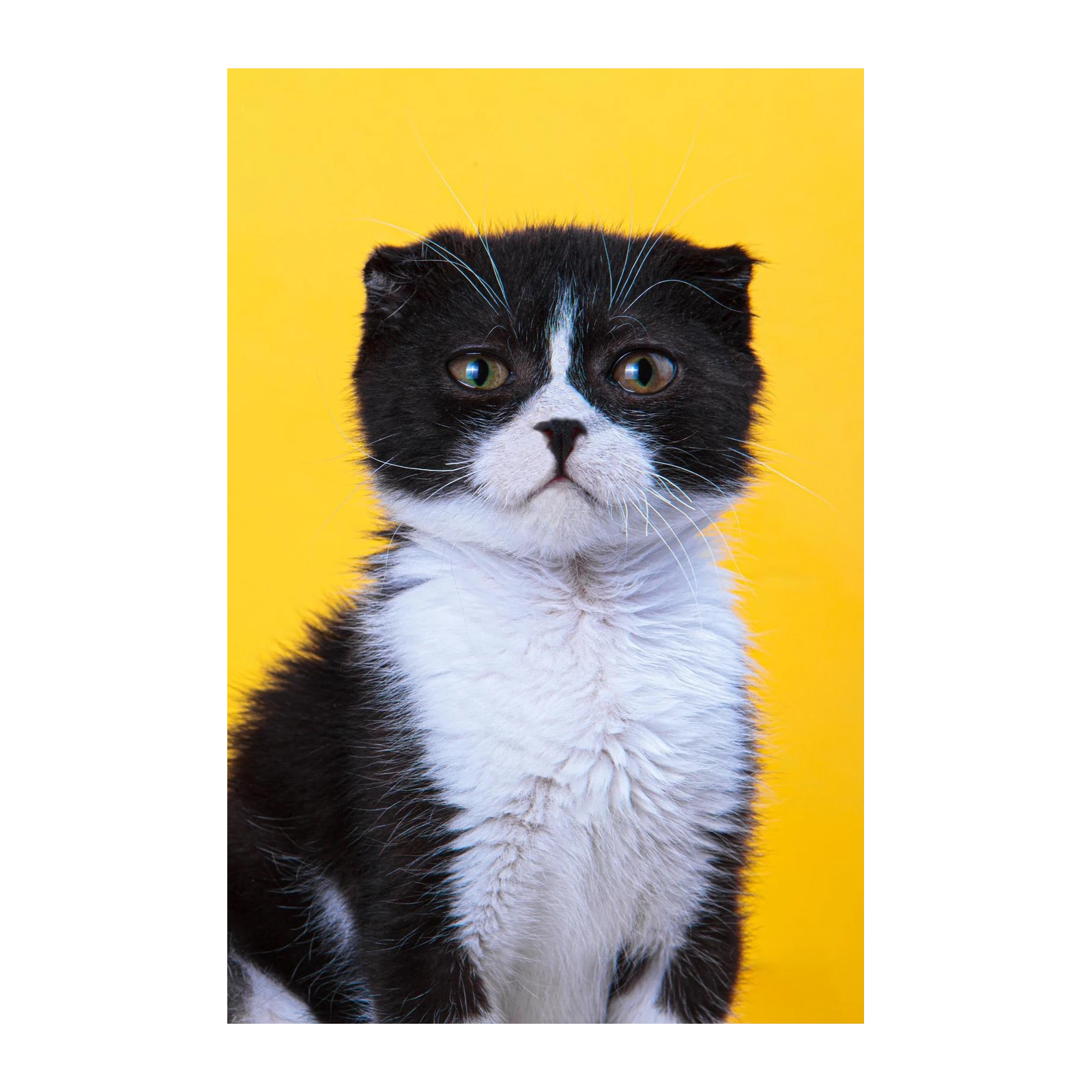 Cute Scottish Fold Cat Black & White Wall Art