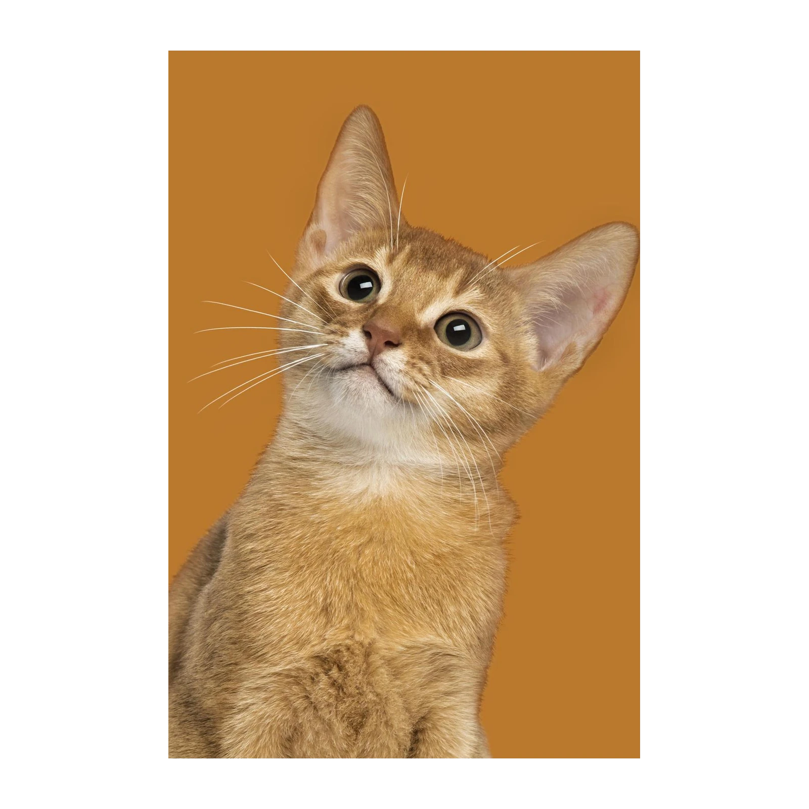 Curious Abyssinian Cat Portrait Wall Art