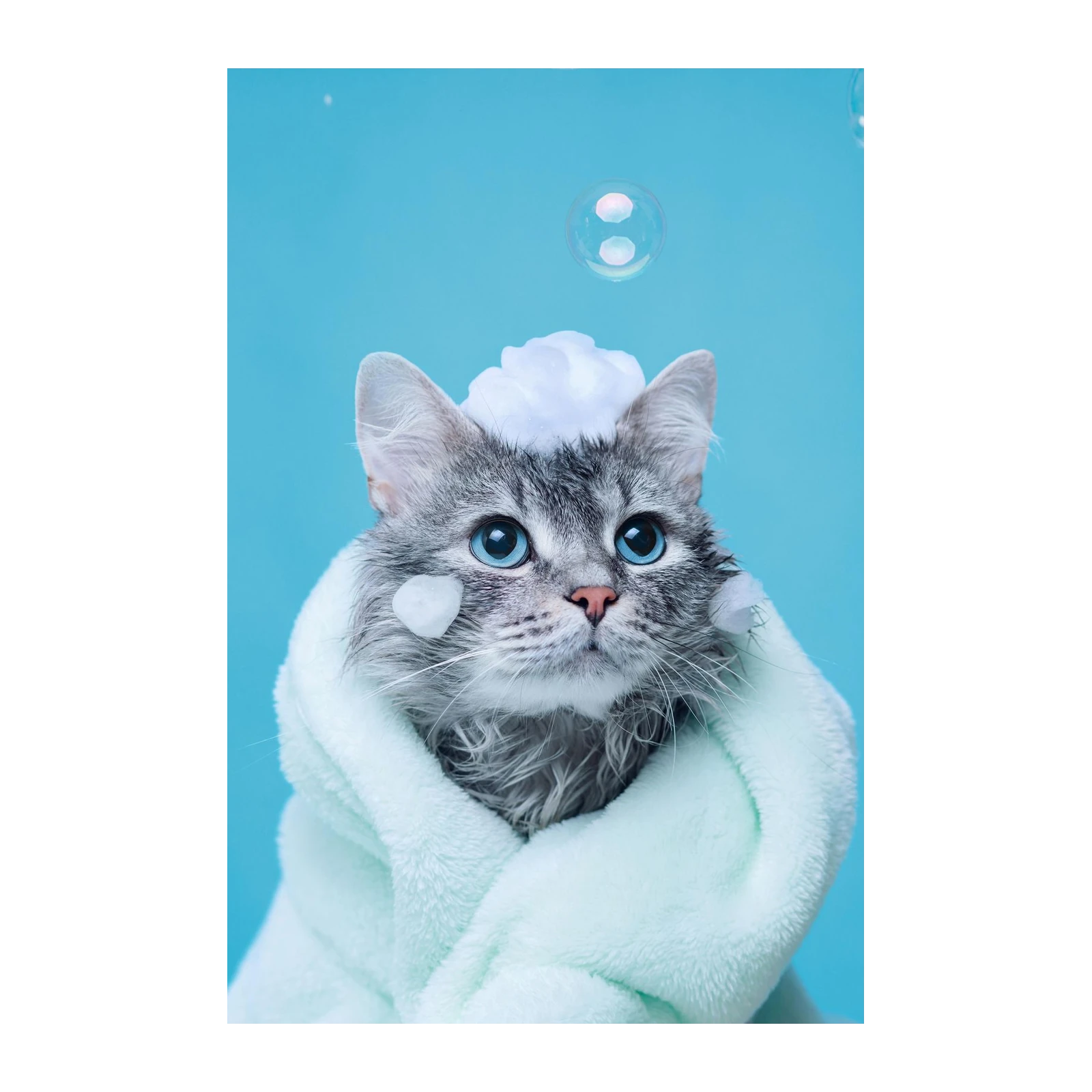 Adorable Bath Time Cat Wall Art
