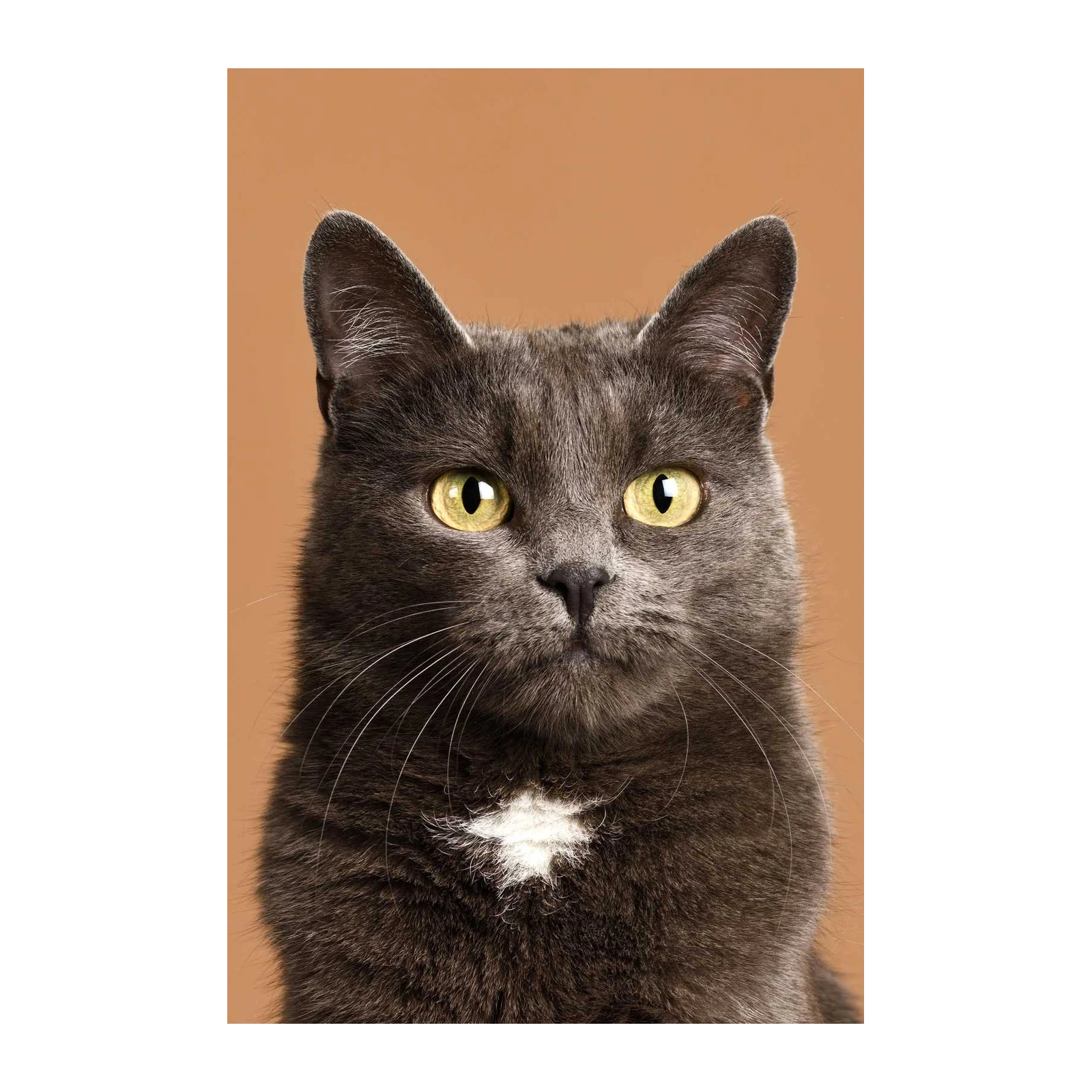 Captivating Grey Cat Portrait Wall Art