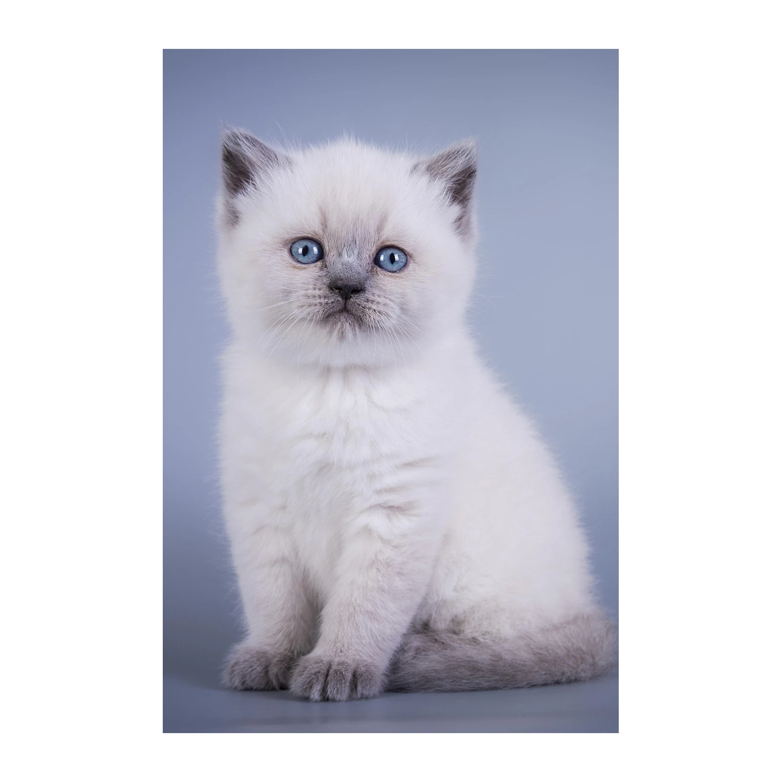 Adorable Blue-Eyed Kitten Wall Art