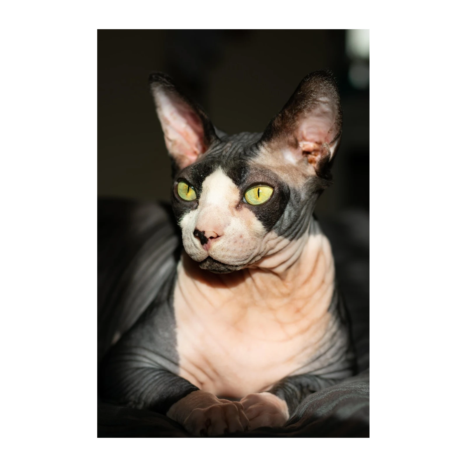 Striking Sphynx Cat Portrait Wall Art