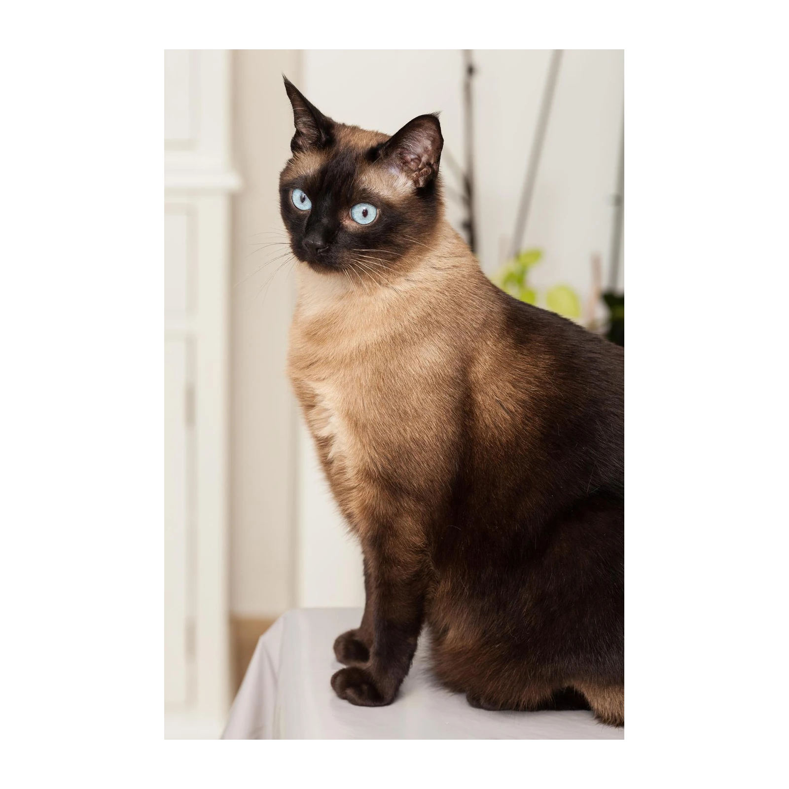 Siamese Cat Blue Eyes Regal Portrait Wall Art