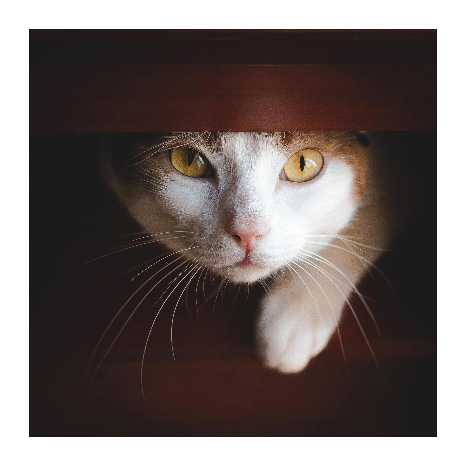 Curious Cat Eyes Wall Art | Pet Art