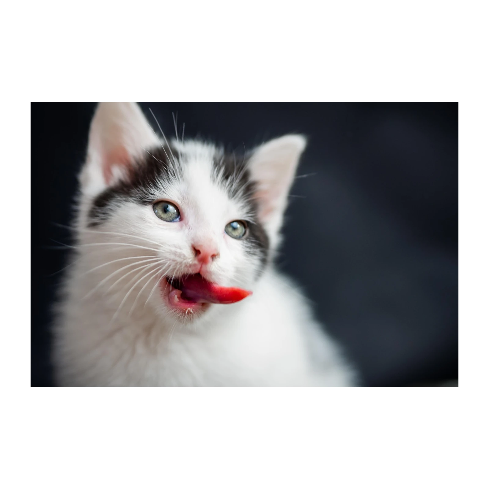 Cute Kitten Licking Lips Wall Art
