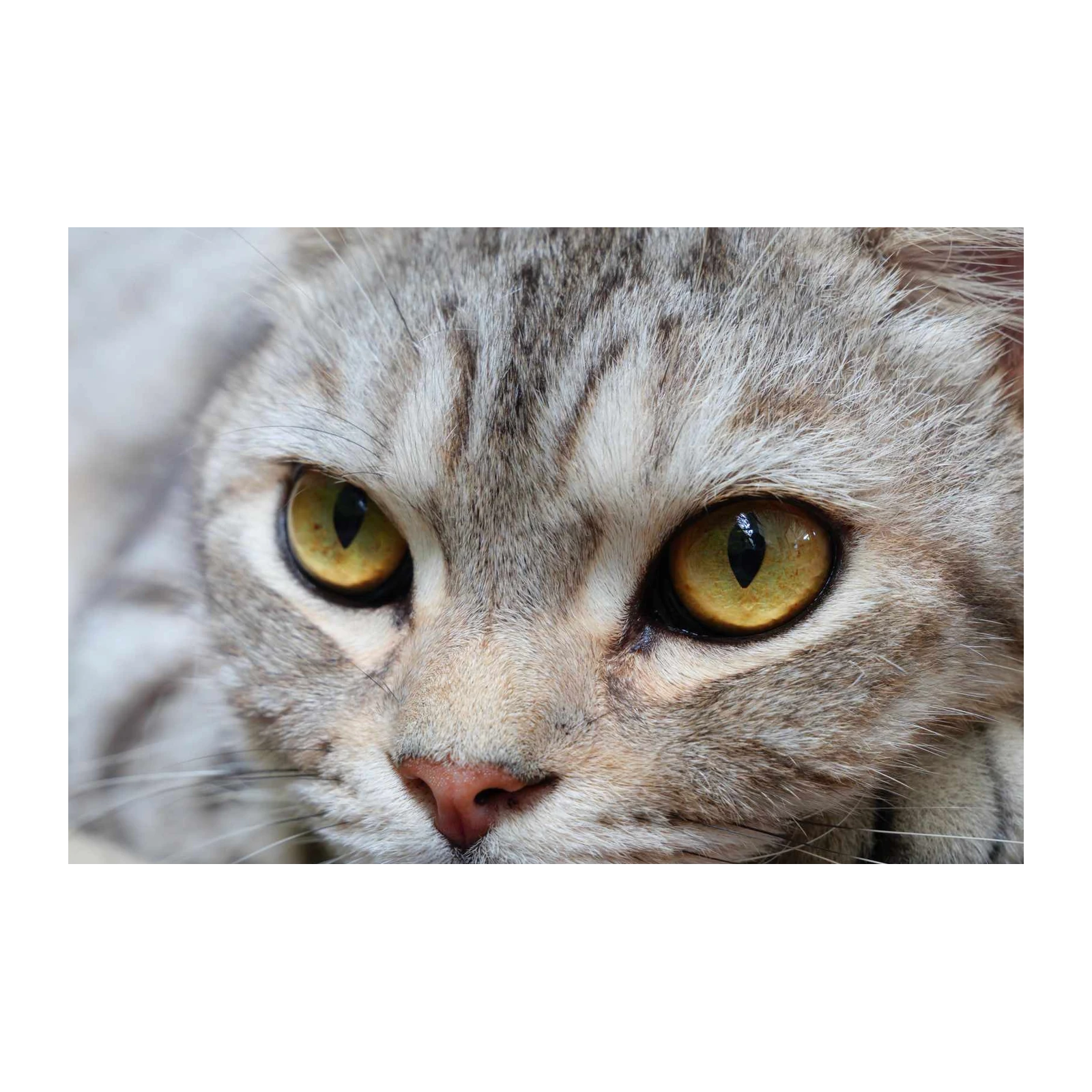 Captivating Cat Eyes Abstract Wall Art