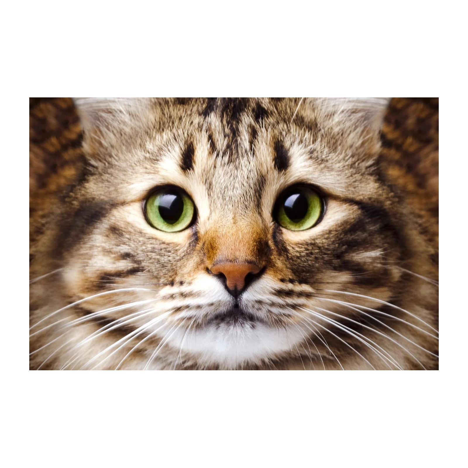 Majestic Green-Eyed Tabby Cat Wall Art