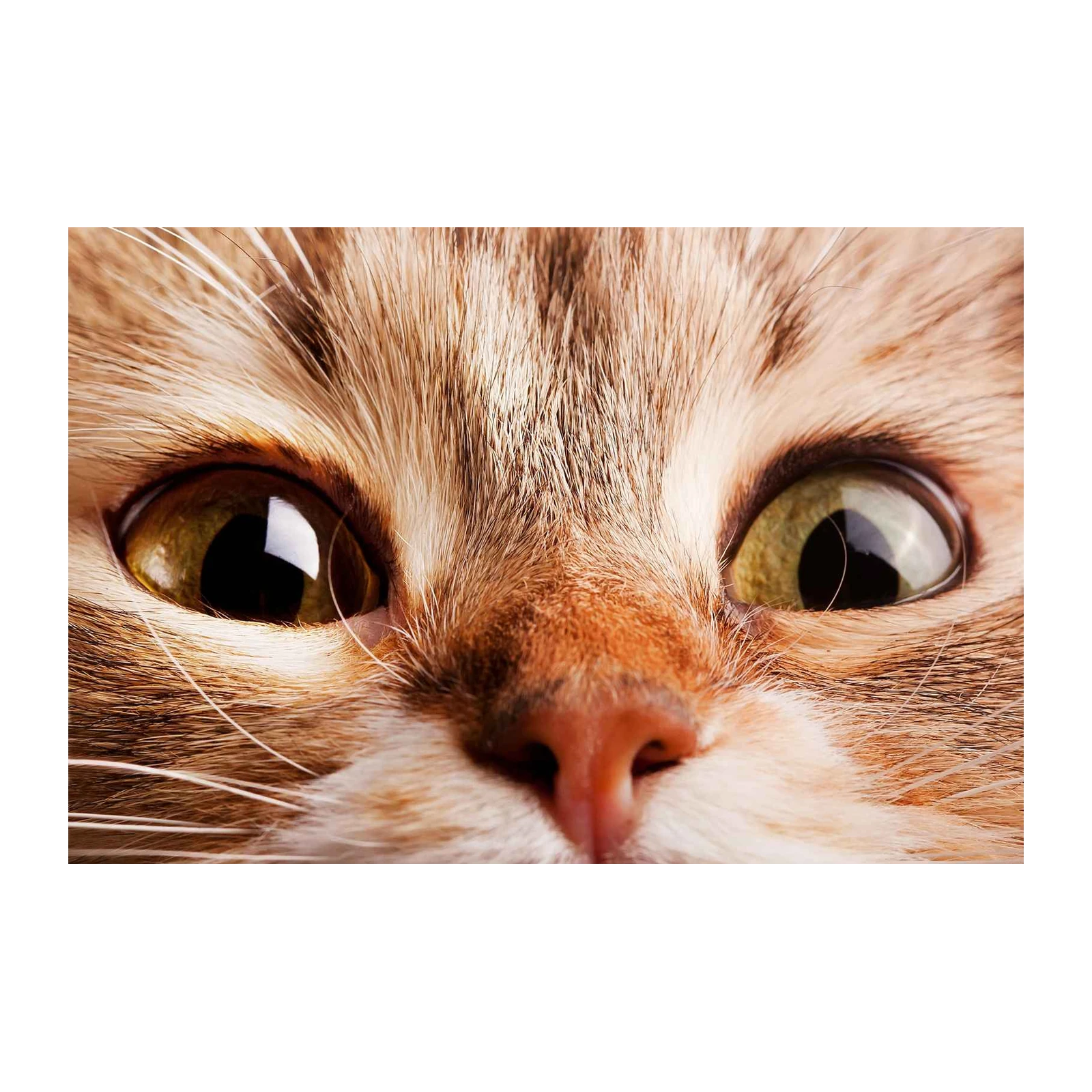 Captivating Cat Eyes Abstract Portrait Wall Art