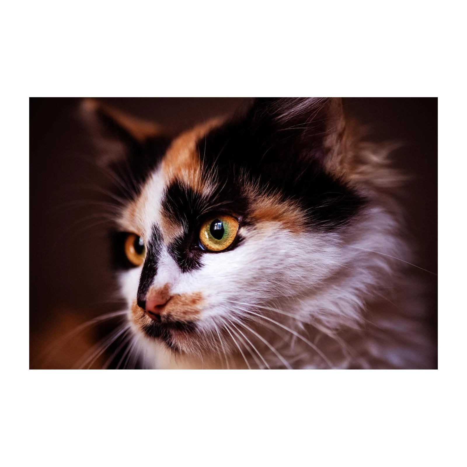 Captivating Calico Cat Portrait Wall Art