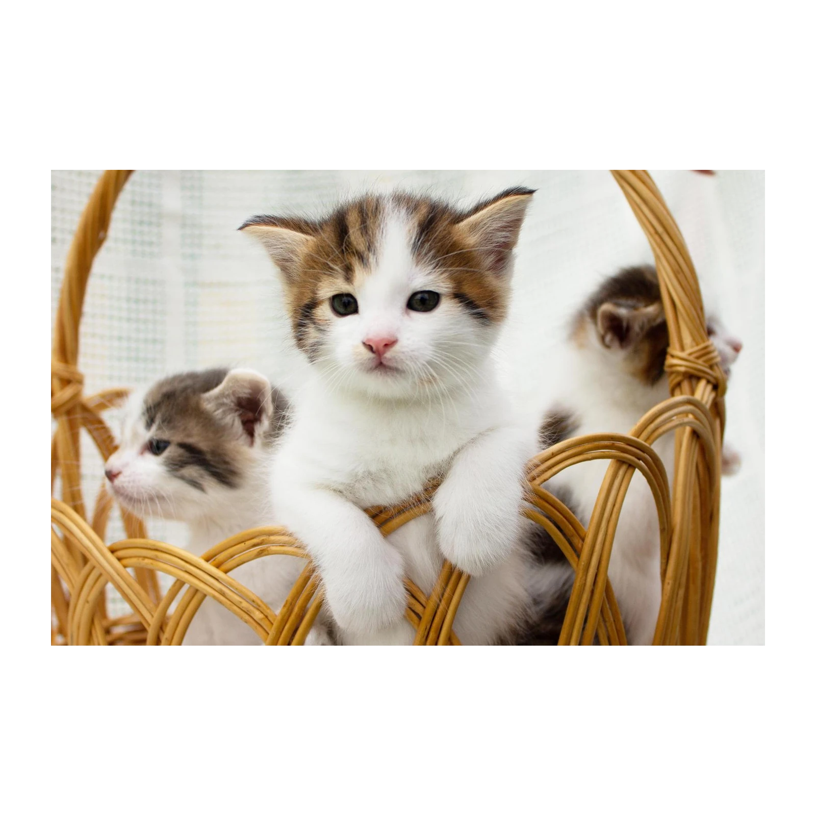 Adorable Kitten Basket Wall Art