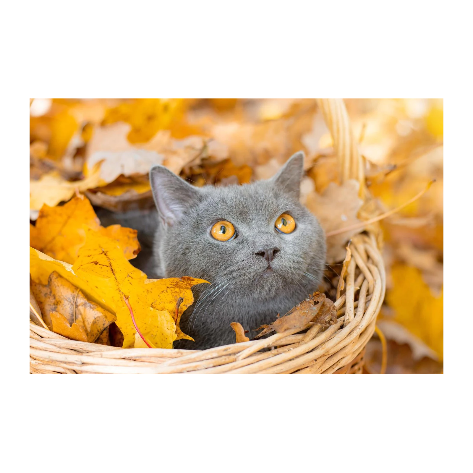Adorable Gray Cat in Autumn Leaves Wall Art