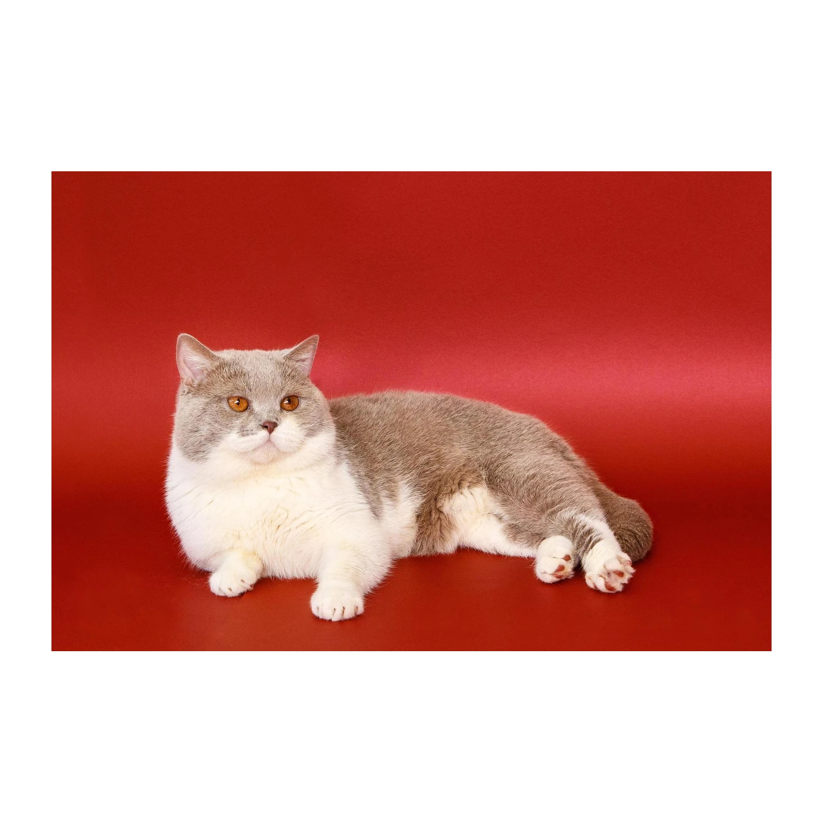 Majestic British Shorthair Cat on Red Wall Art