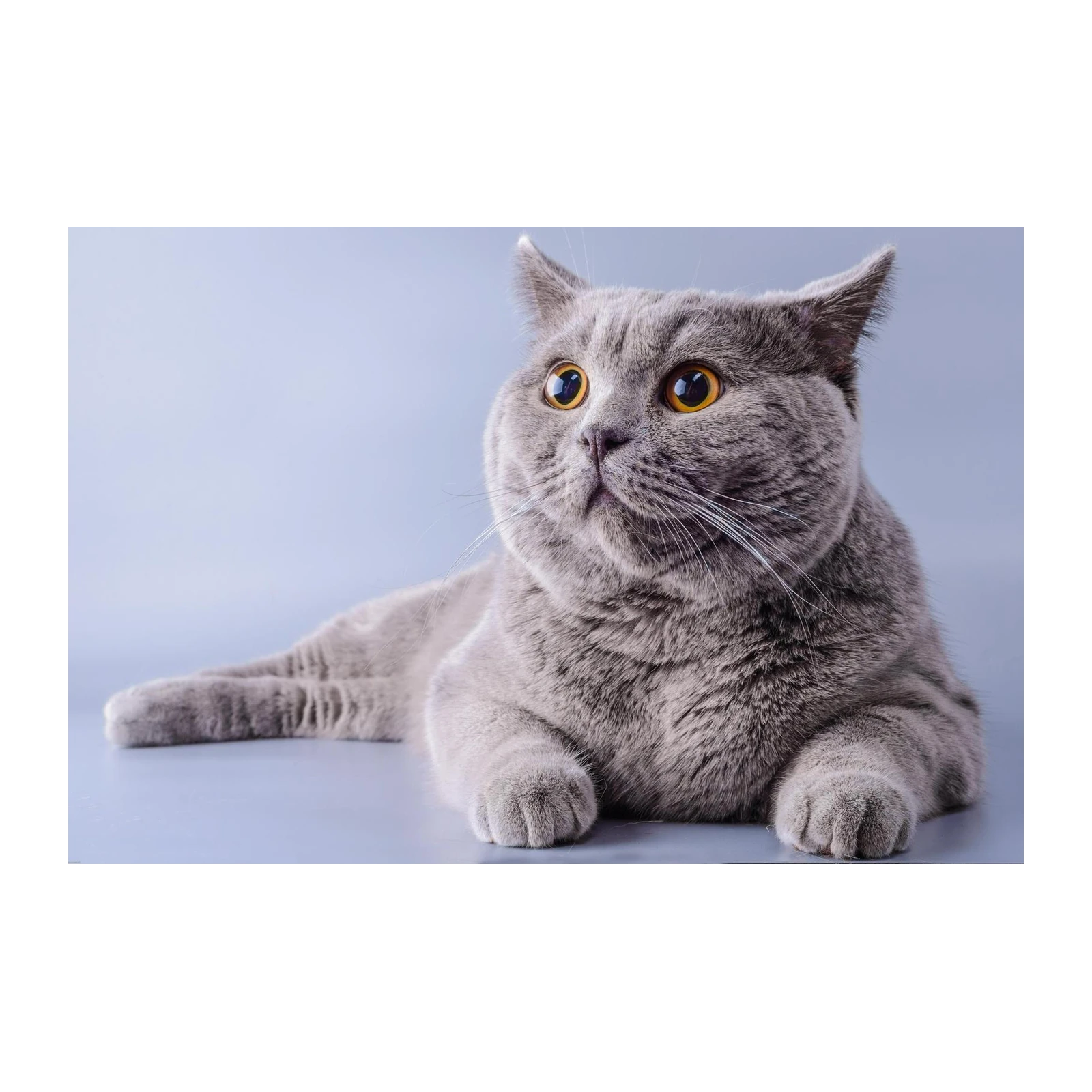 Charming British Shorthair Cat Wall Art