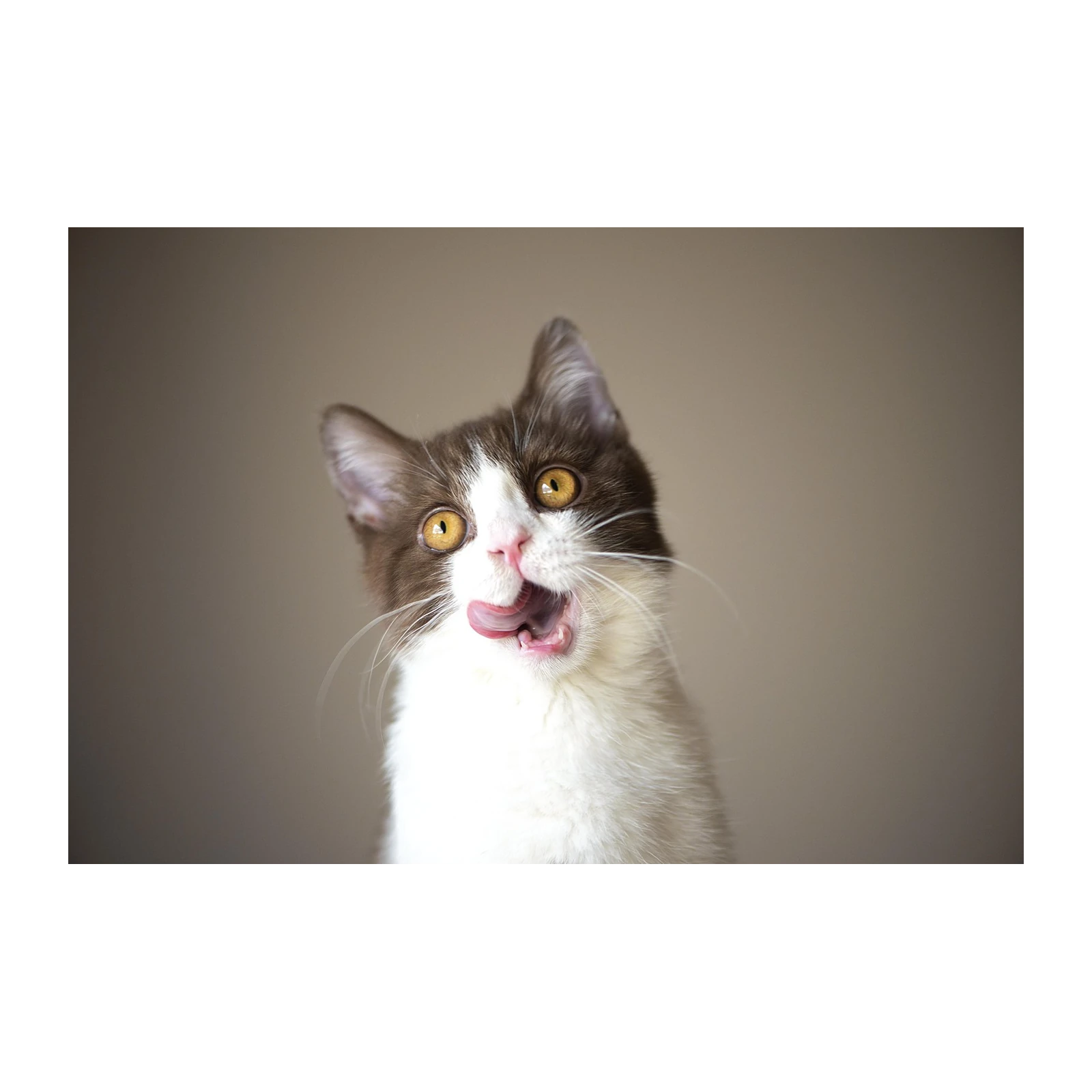 Playful Kitten Licking Lips Wall Art