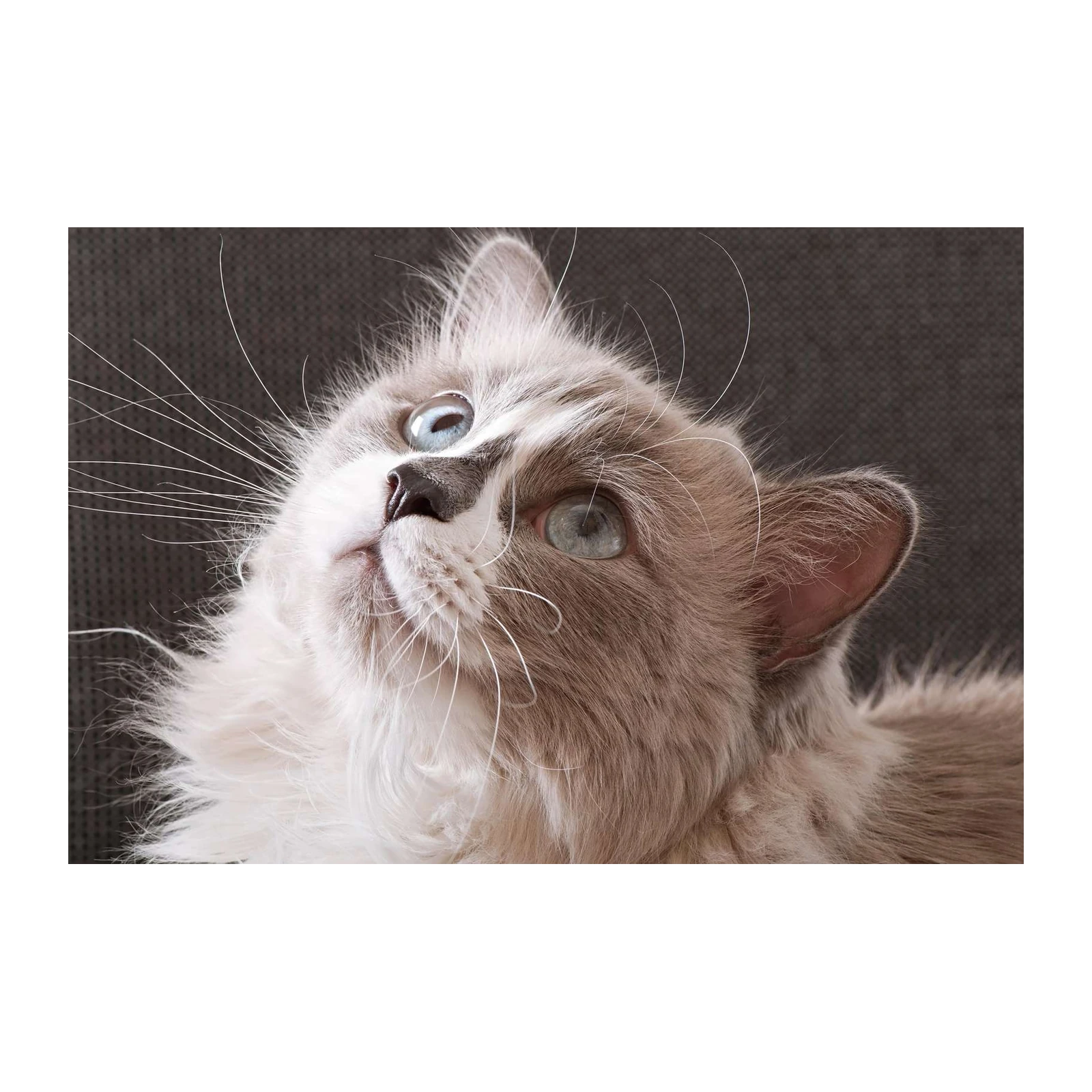 Captivating Cat Blue Eyes Wall Art