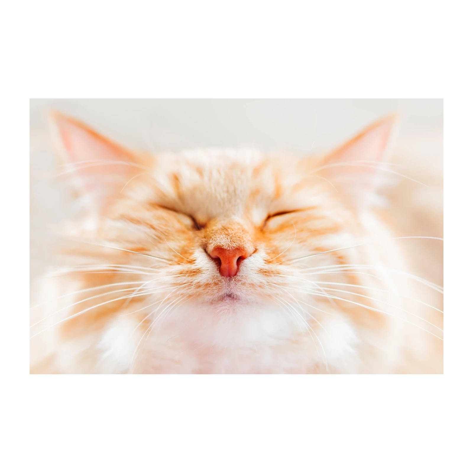 Peaceful Orange Cat Zen Face Wall Art