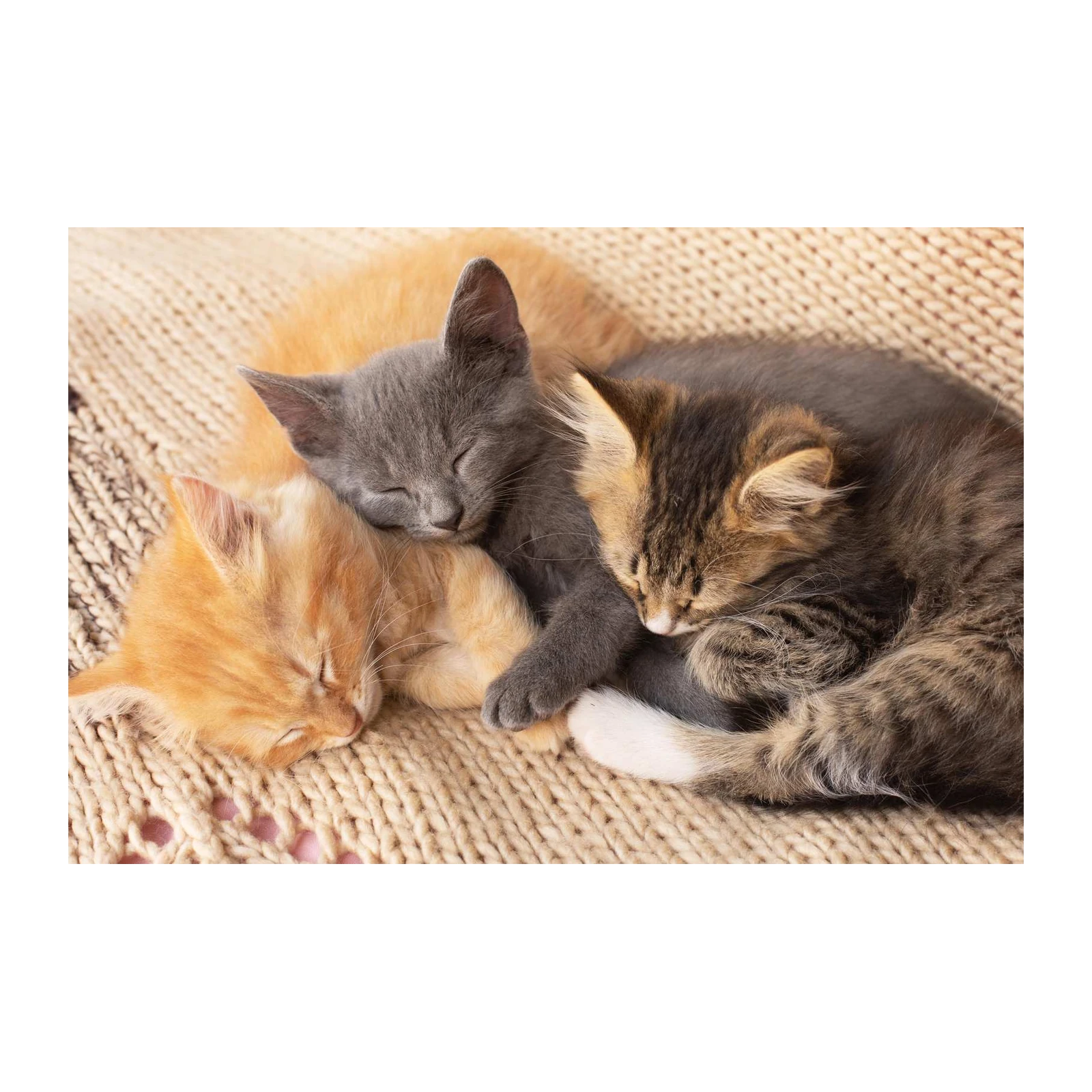 Adorable Sleeping Kittens Cozy Comfort Wall Art