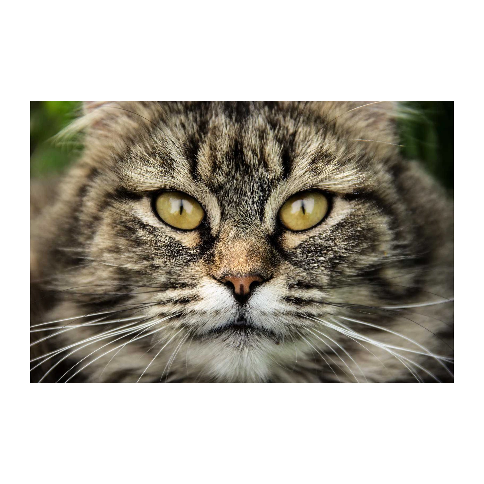 Captivating Tabby Cat Eyes Wall Art
