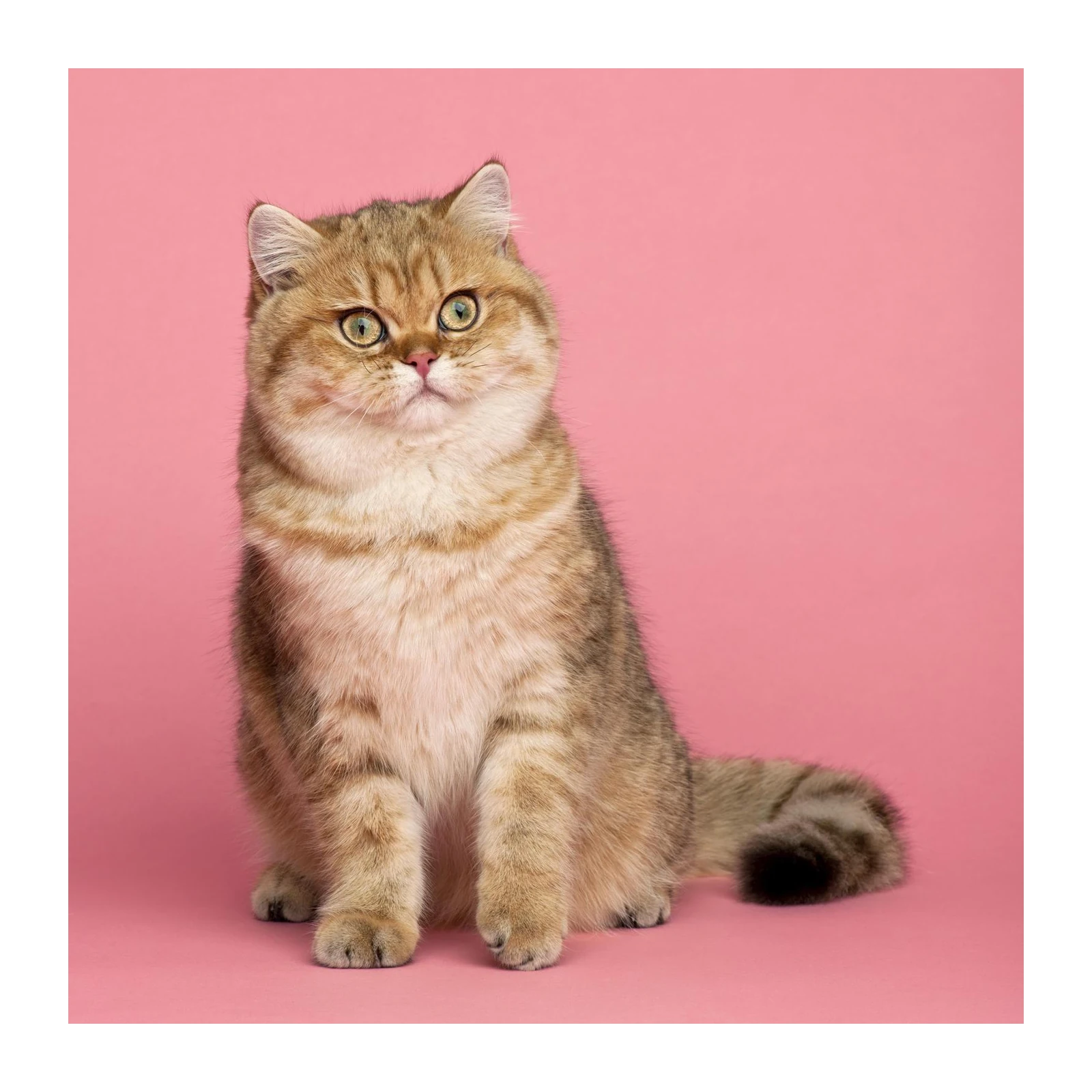 Golden British Shorthair Cat Pink Wall Art