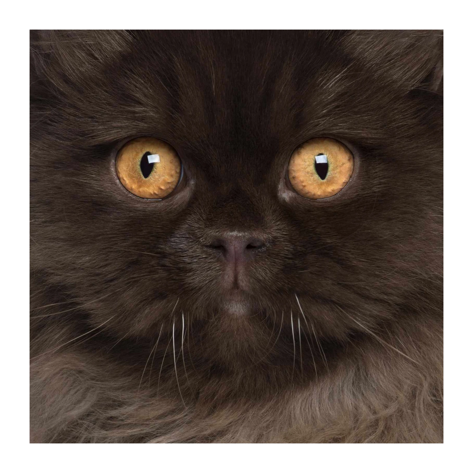 Mystic Brown Cat Eyes Wall Art Wall Art