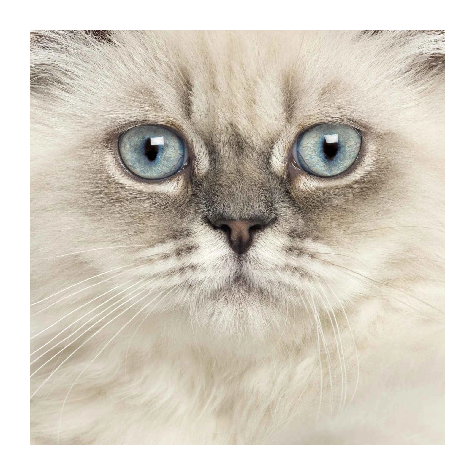 Mesmerizing Blue Eyes Cat Face Wall Art
