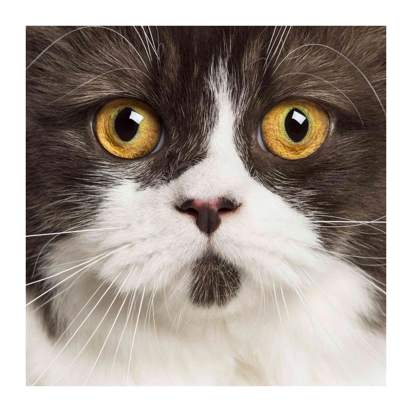 Majestic Cat Eyes & Whiskers Wall Art