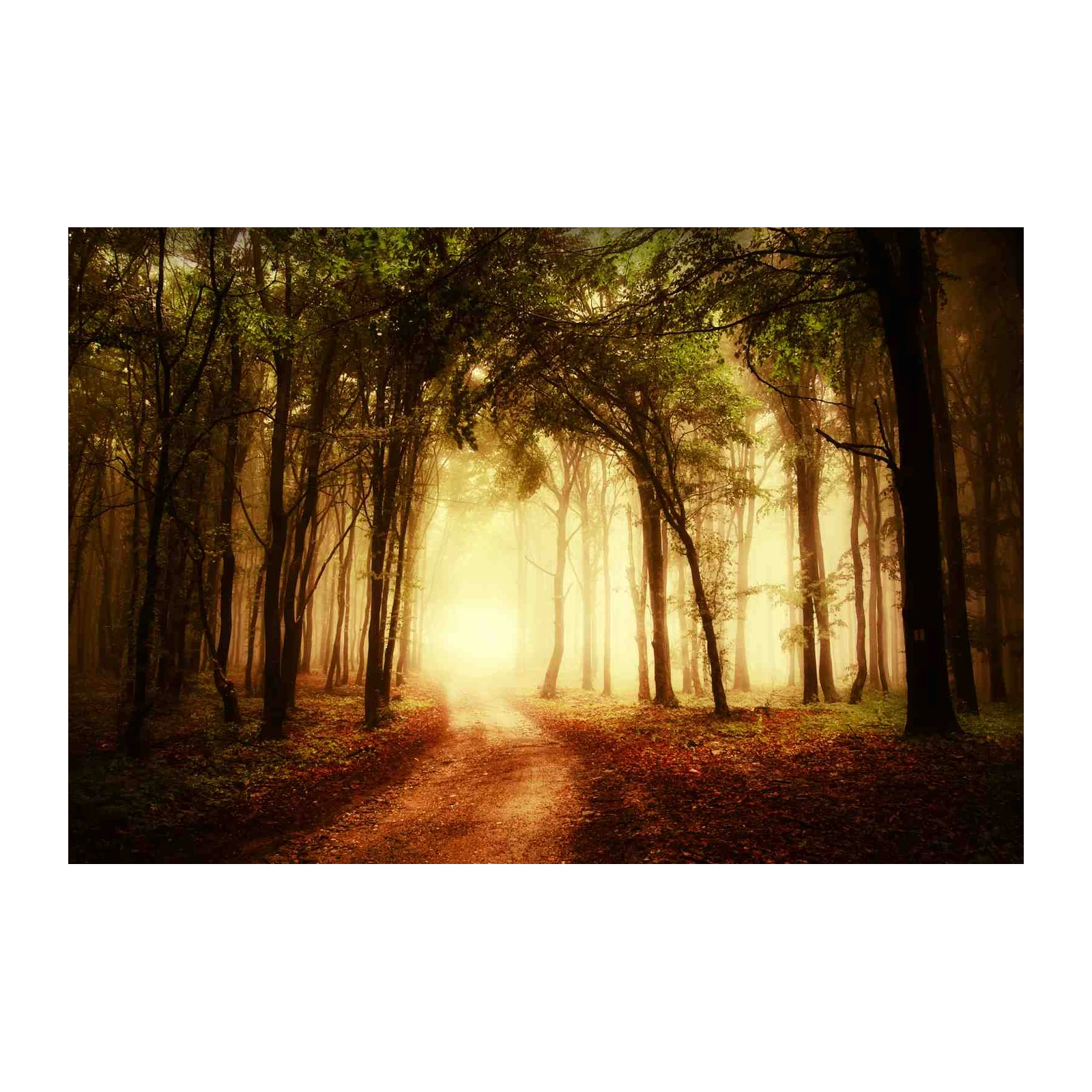 Misty Forest Path Wall Art