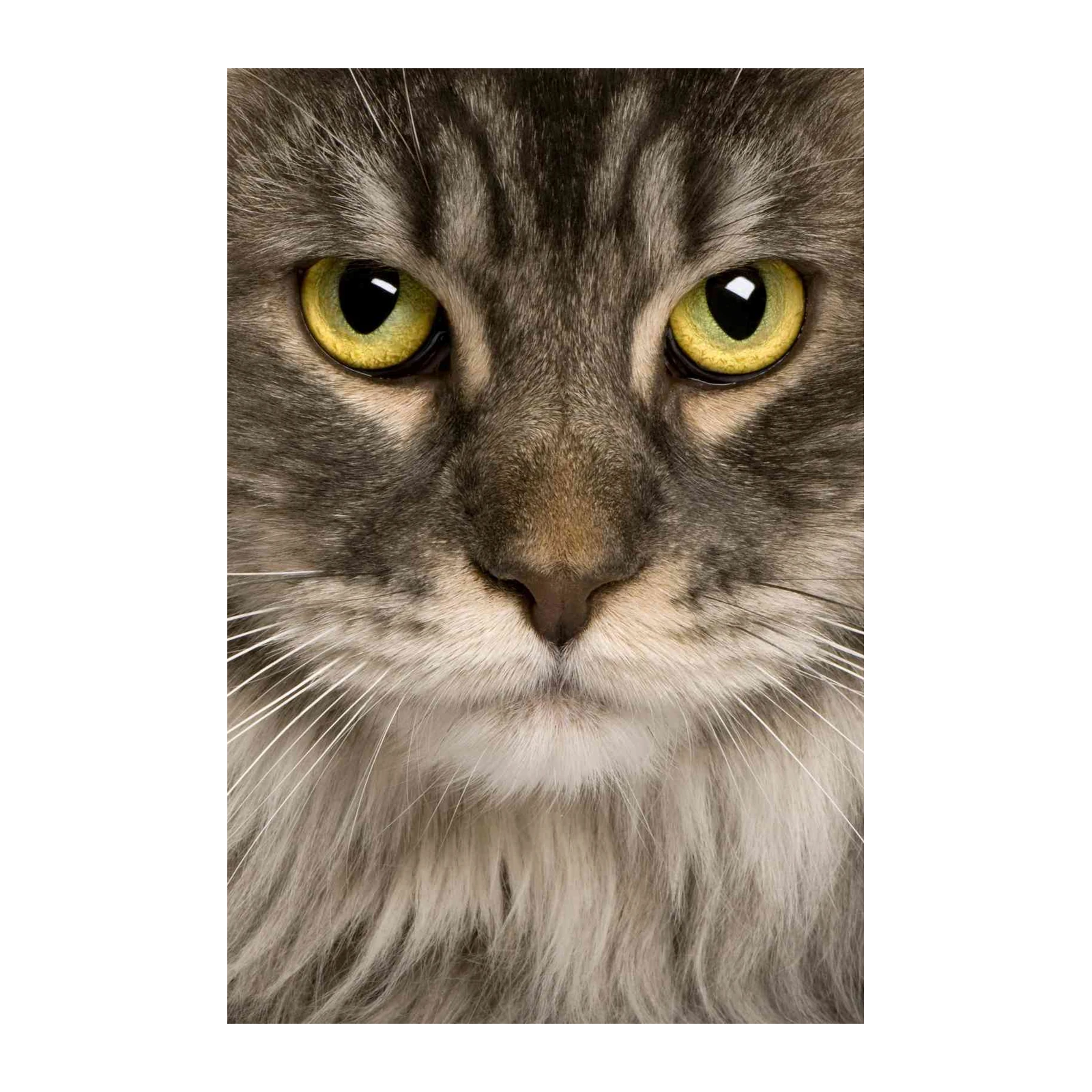 Majestic Maine Coon Cat Eye Portrait Wall Art